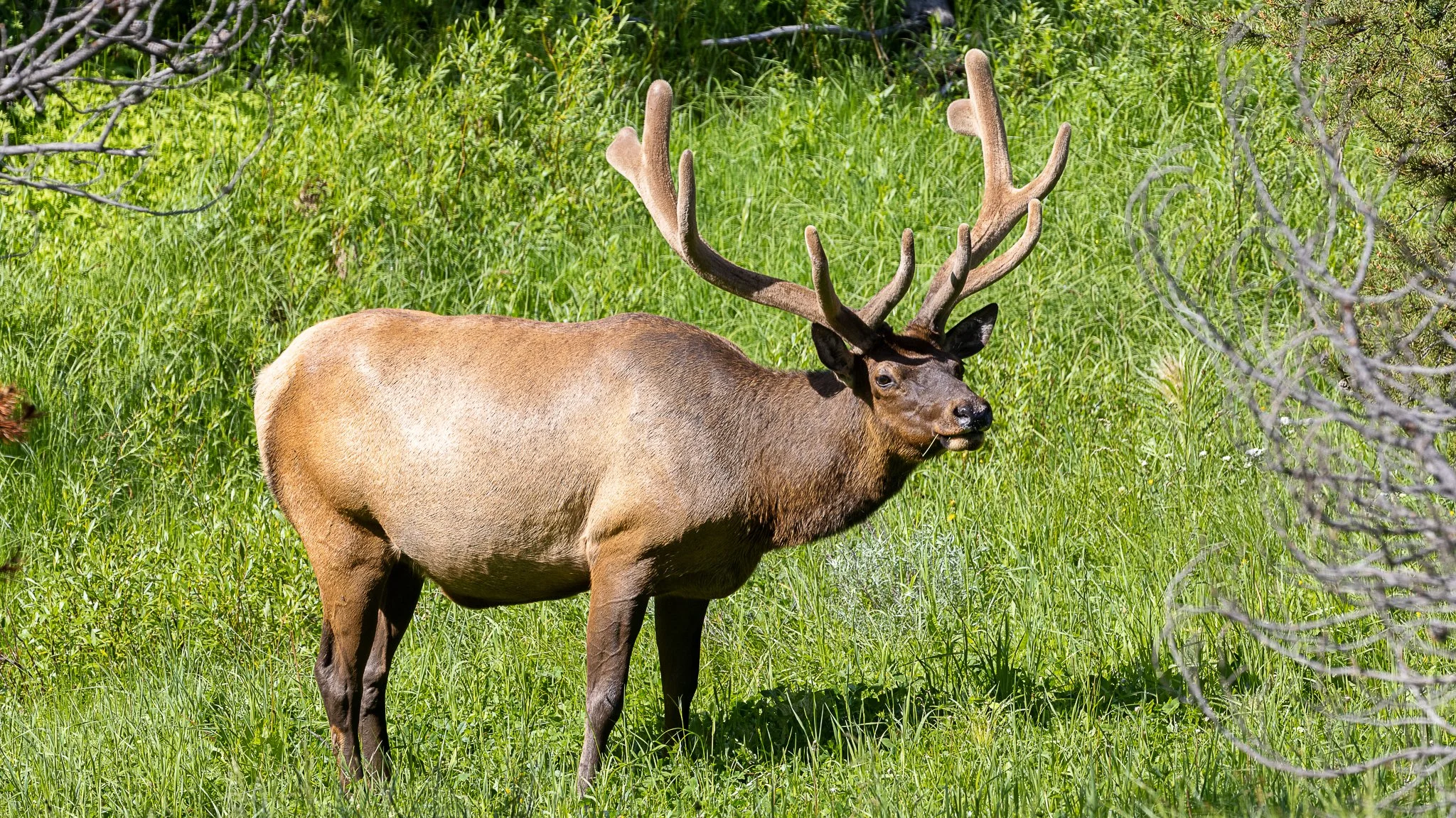 Web moose-82.jpg