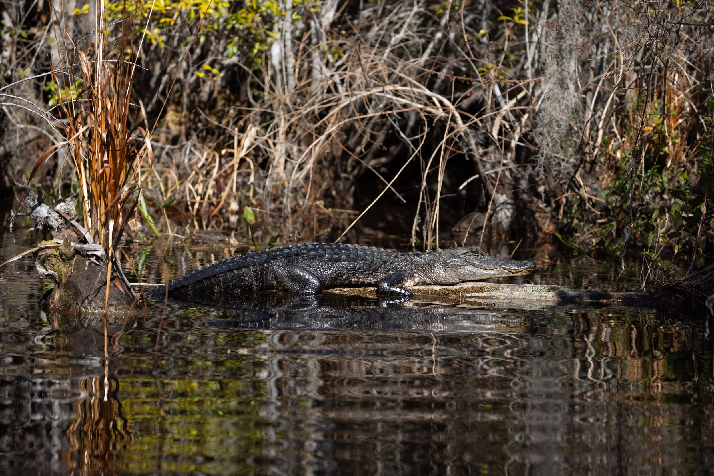 Nancy and Erik-10.jpg