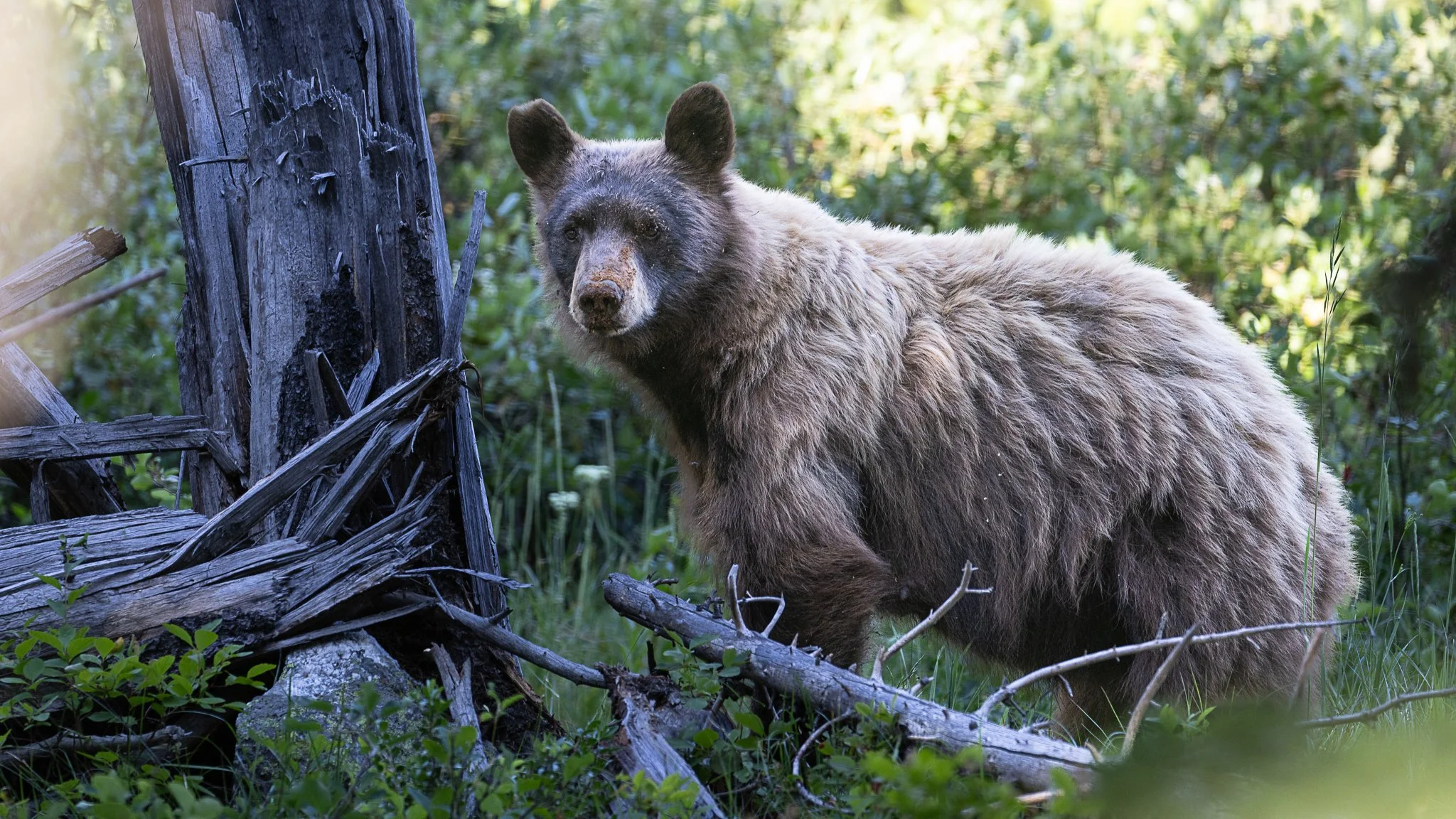 Web moose-157.jpg
