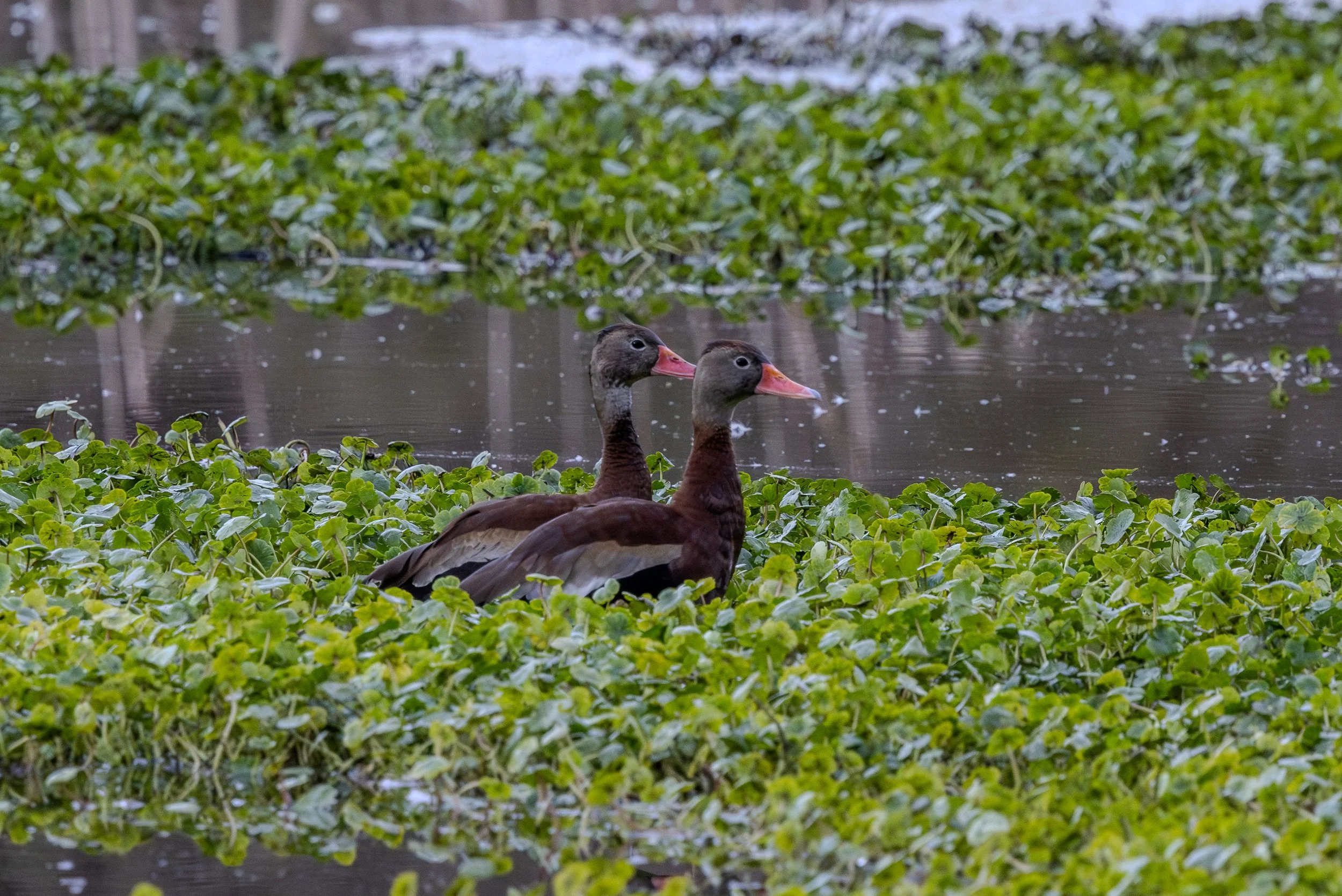 Black-bellied whistling ducks