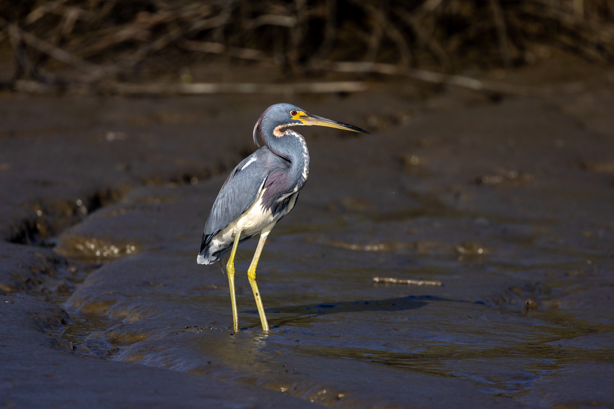 Tricolor heron