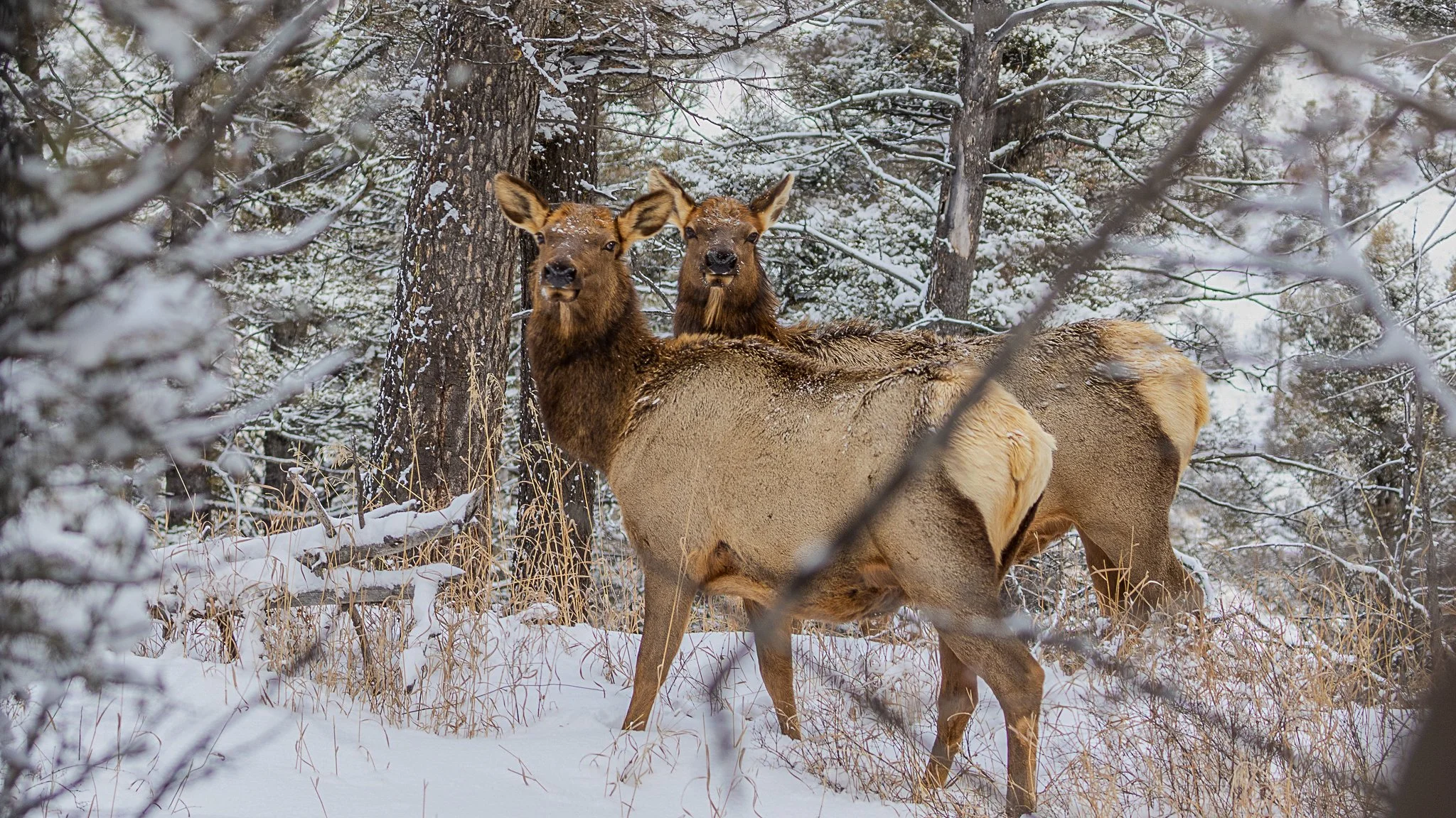 Web moose-95.jpg