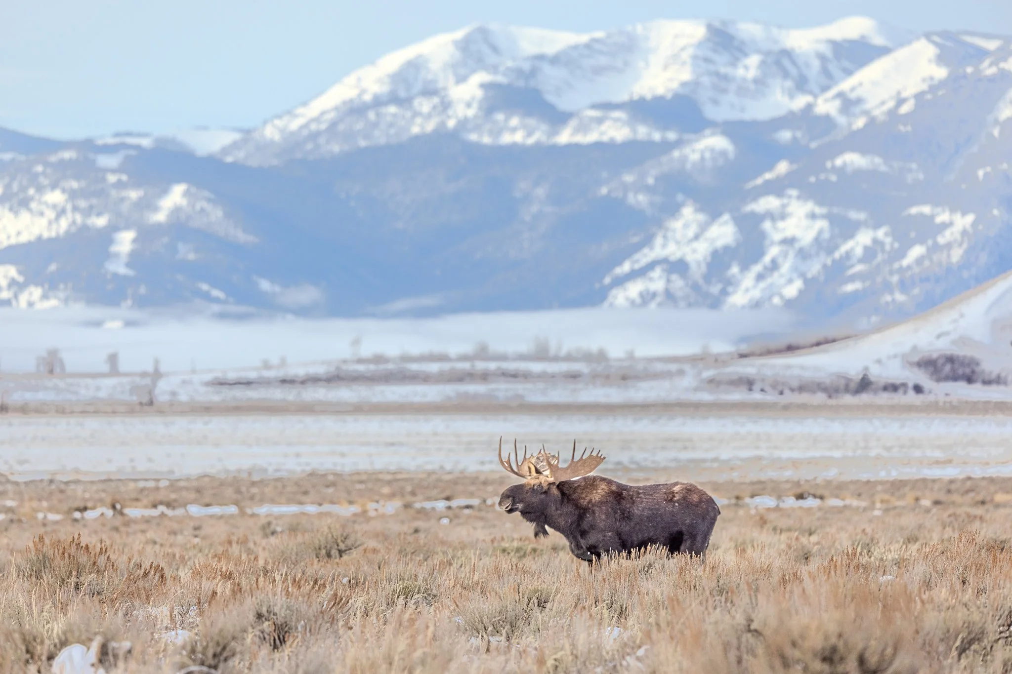 Web moose-04.jpg