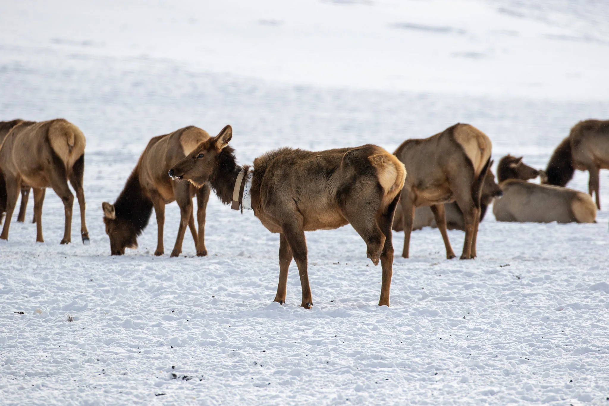 Web moose-83.jpg