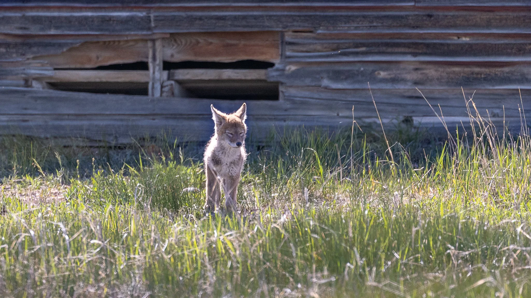 Coyote pup