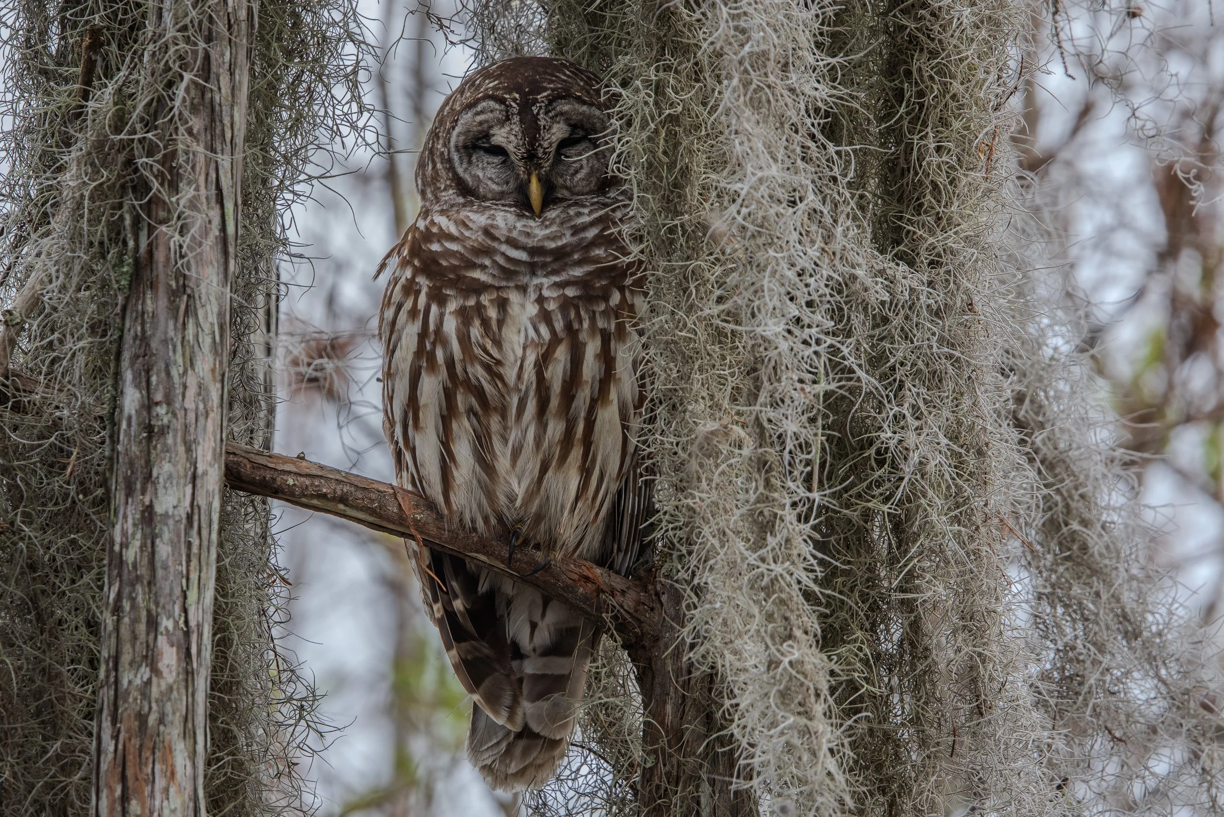 Barred Owl