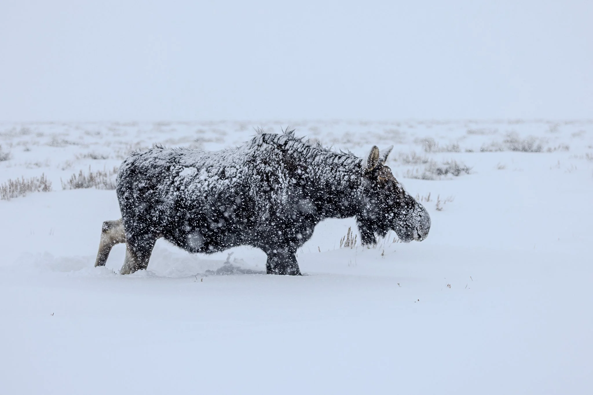Web moose-02.jpg