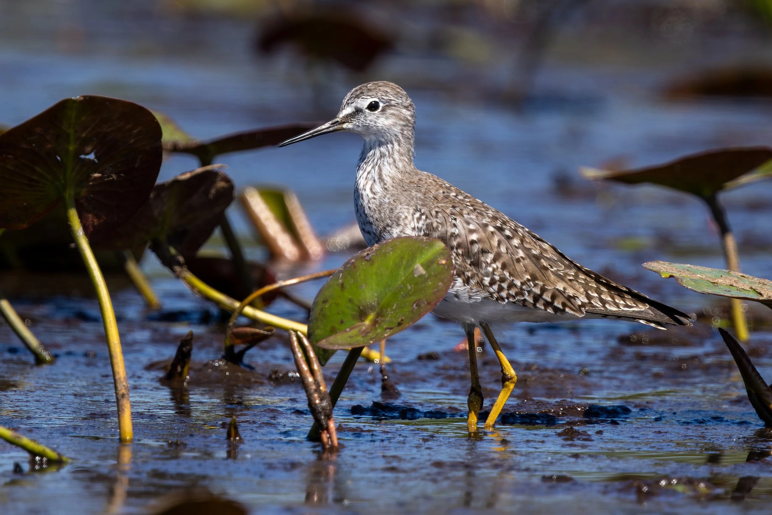 Spotted Sandpiper