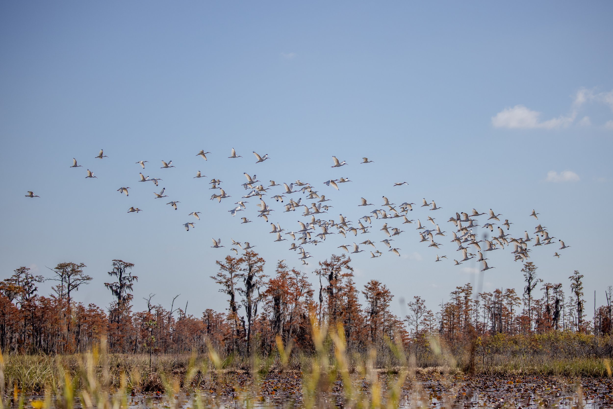 White Ibis Flock