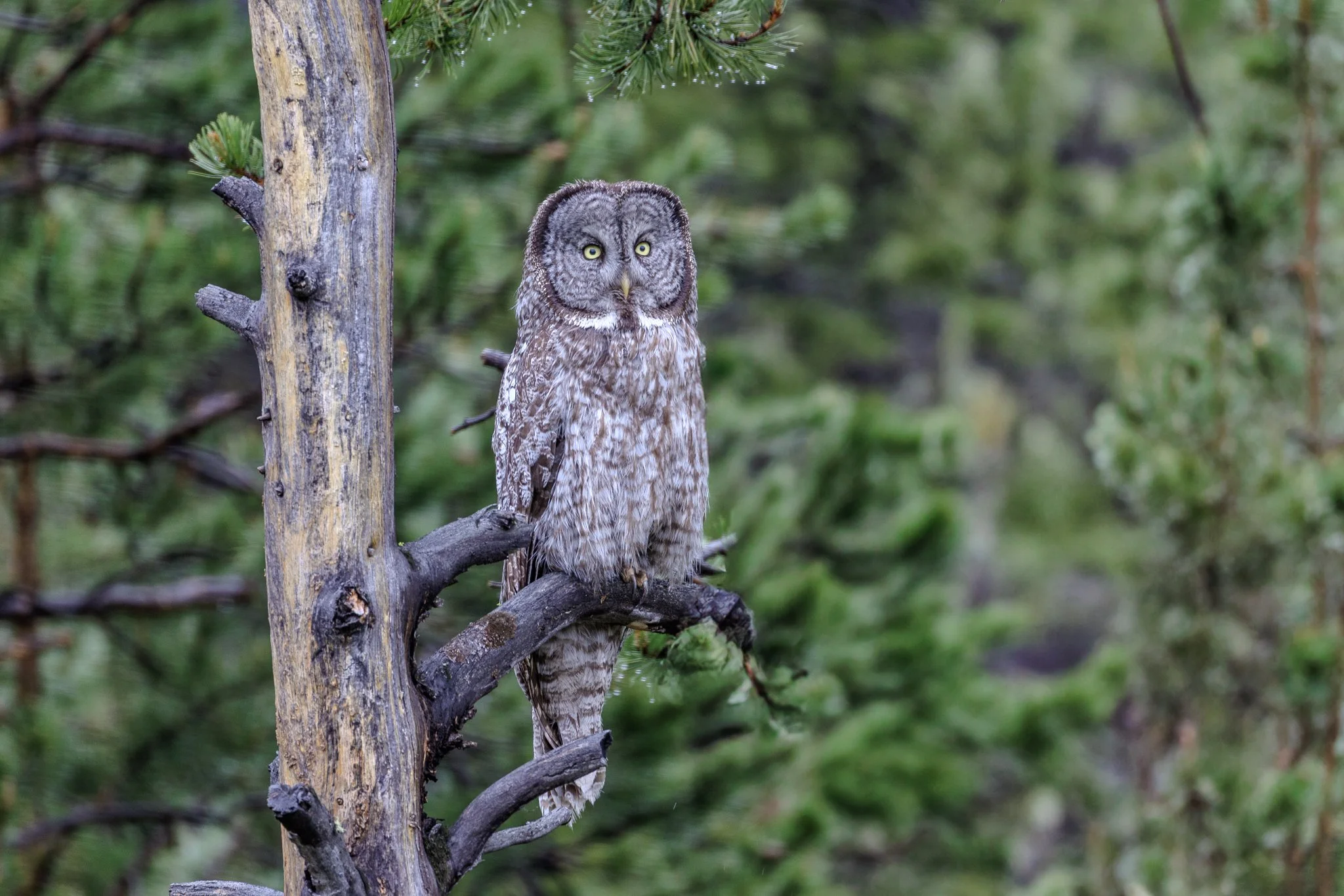Great Grey Owl