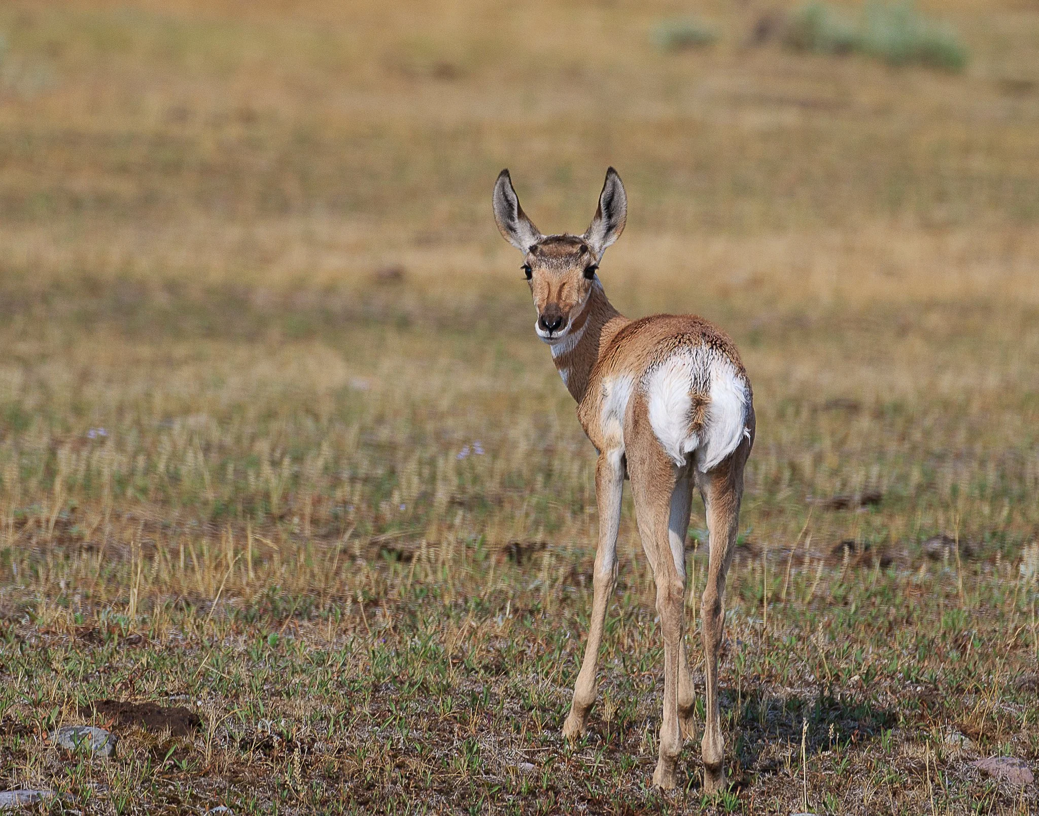 Web moose-75.jpg