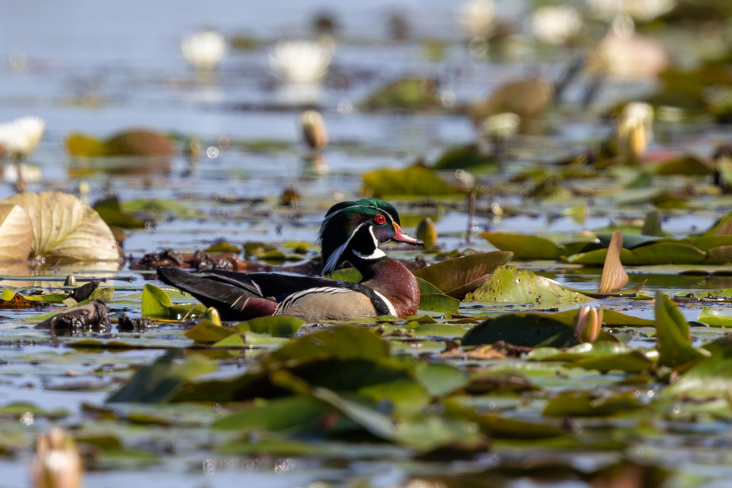 Wood Duck