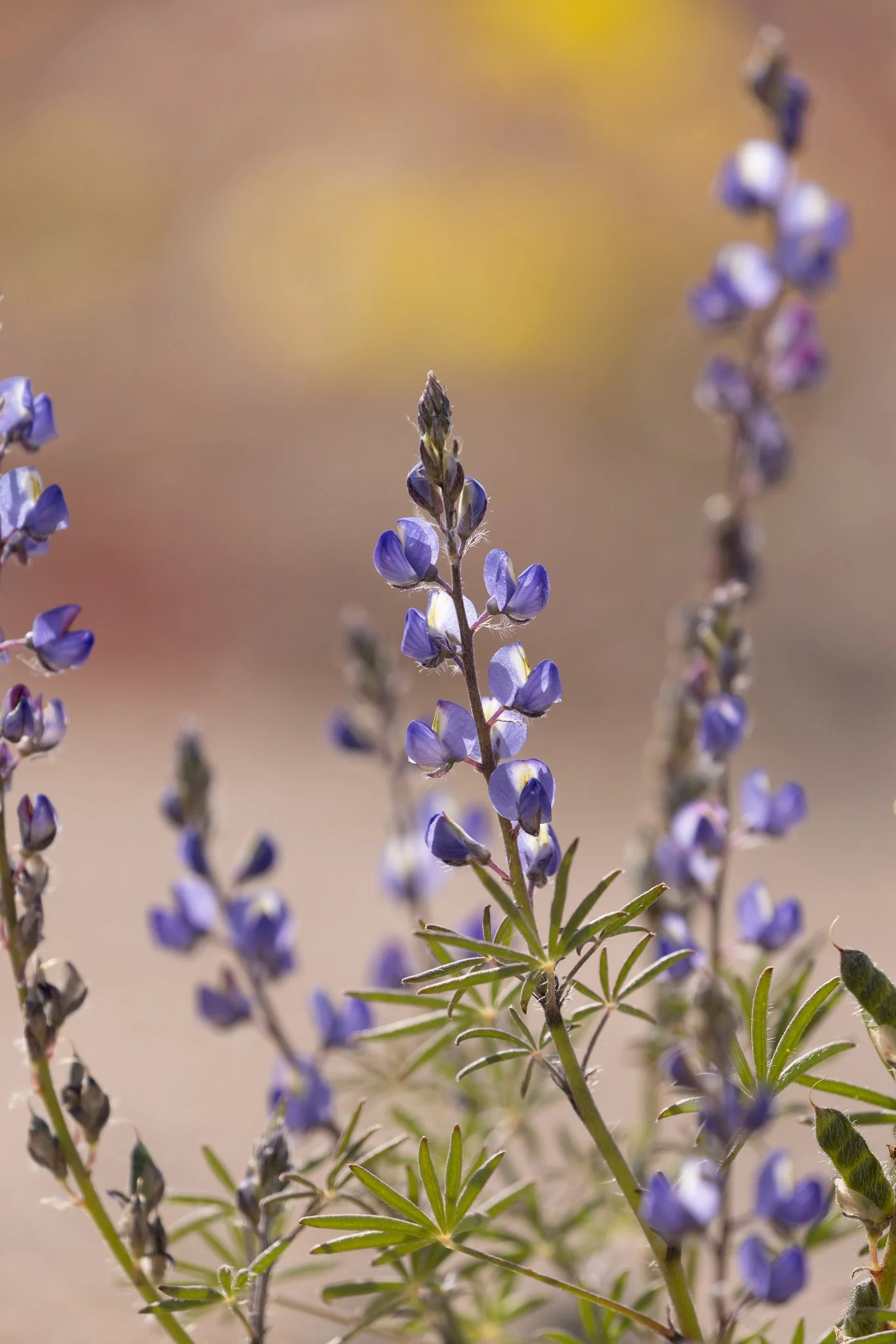 Silvery Lupine