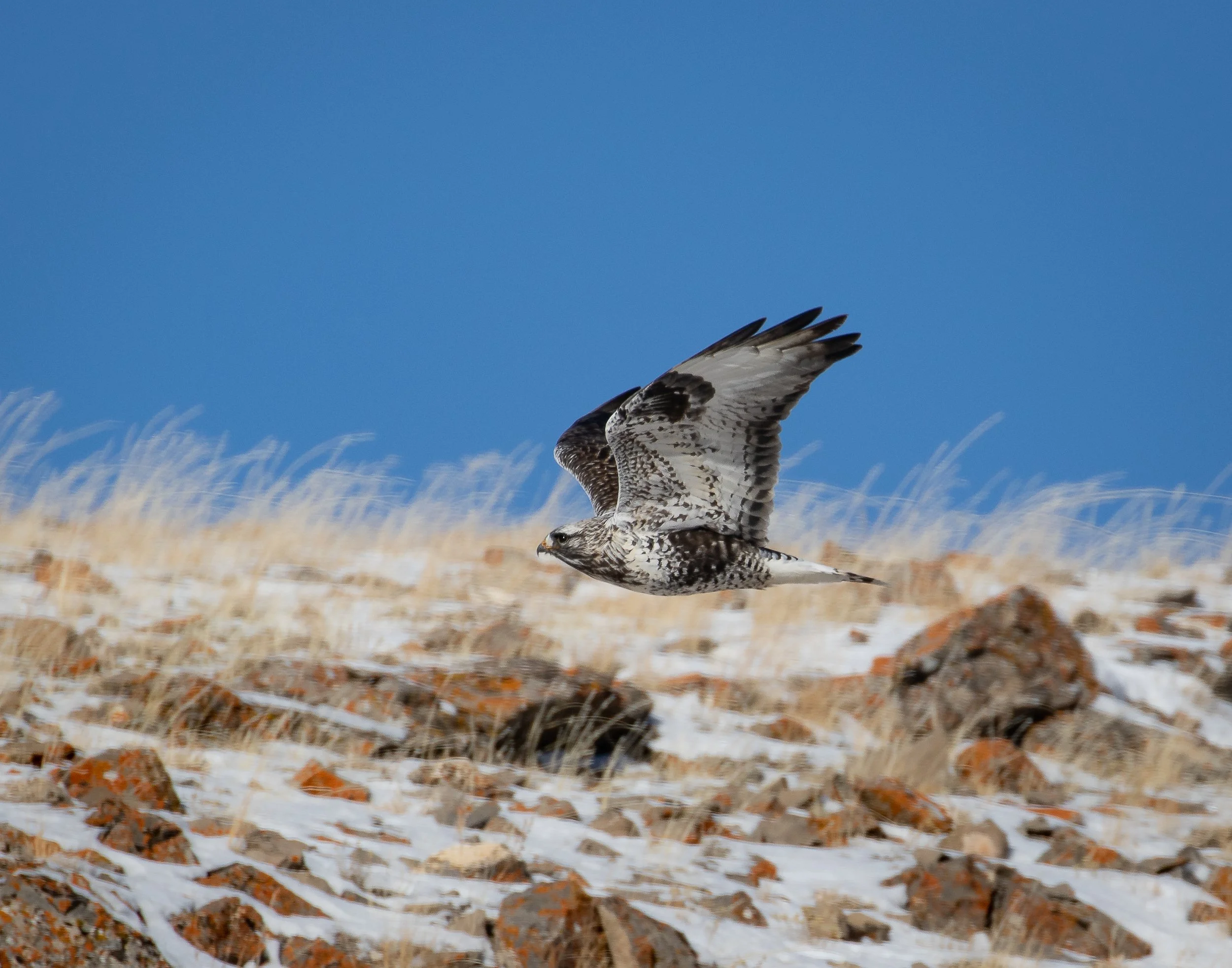 Rough-legged Hawk
