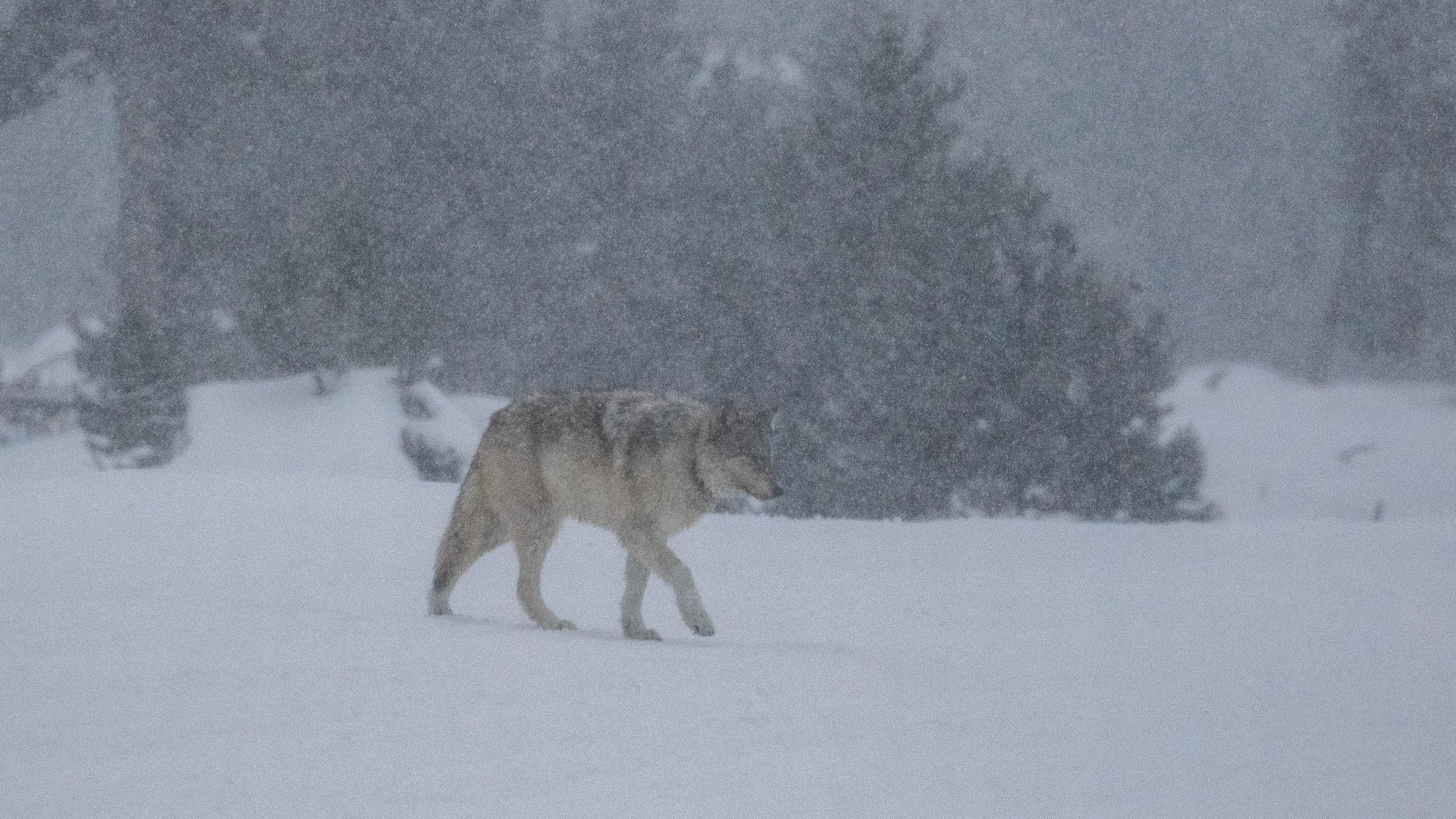 Winter in YNP-204.jpg