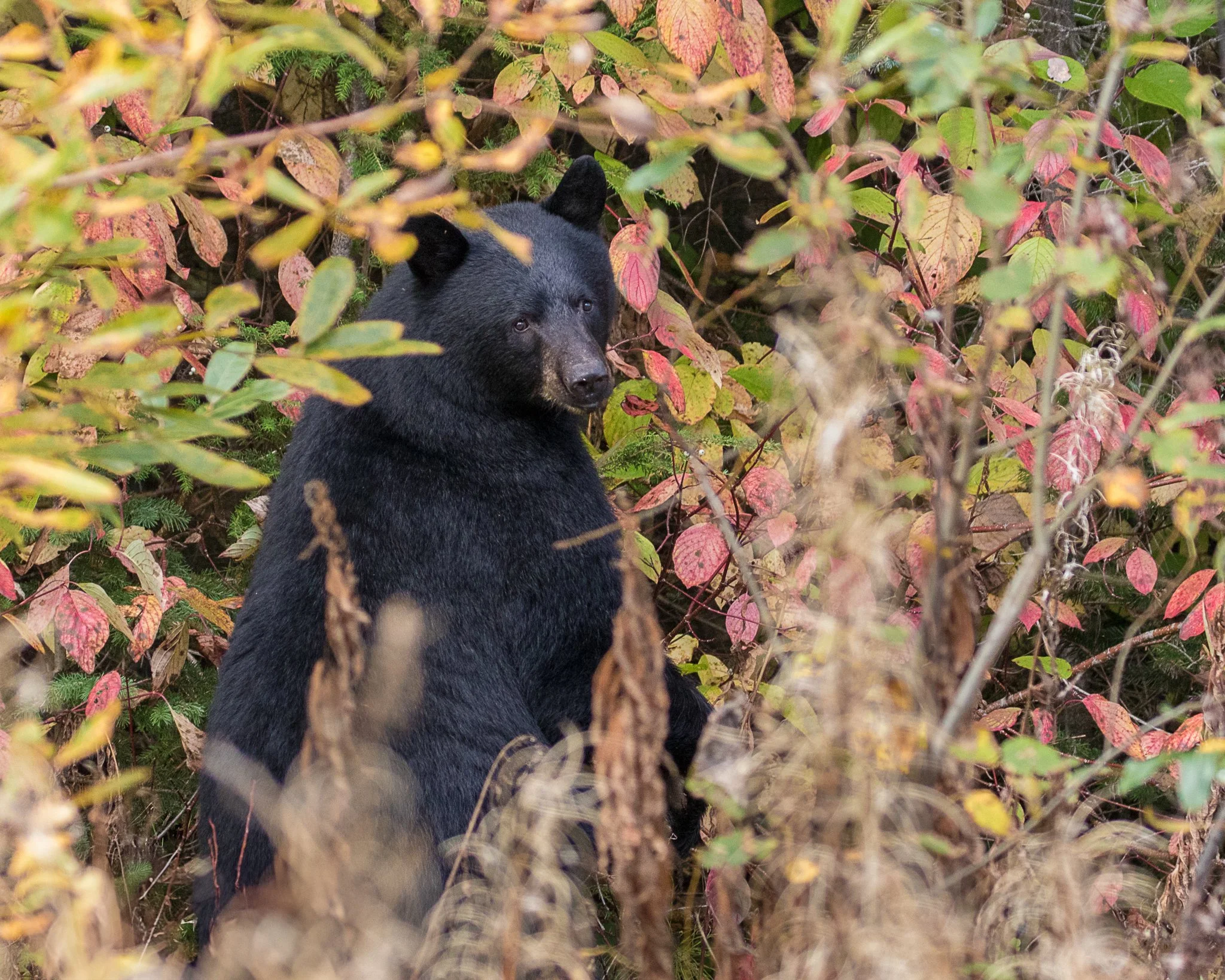 Web moose-159.jpg