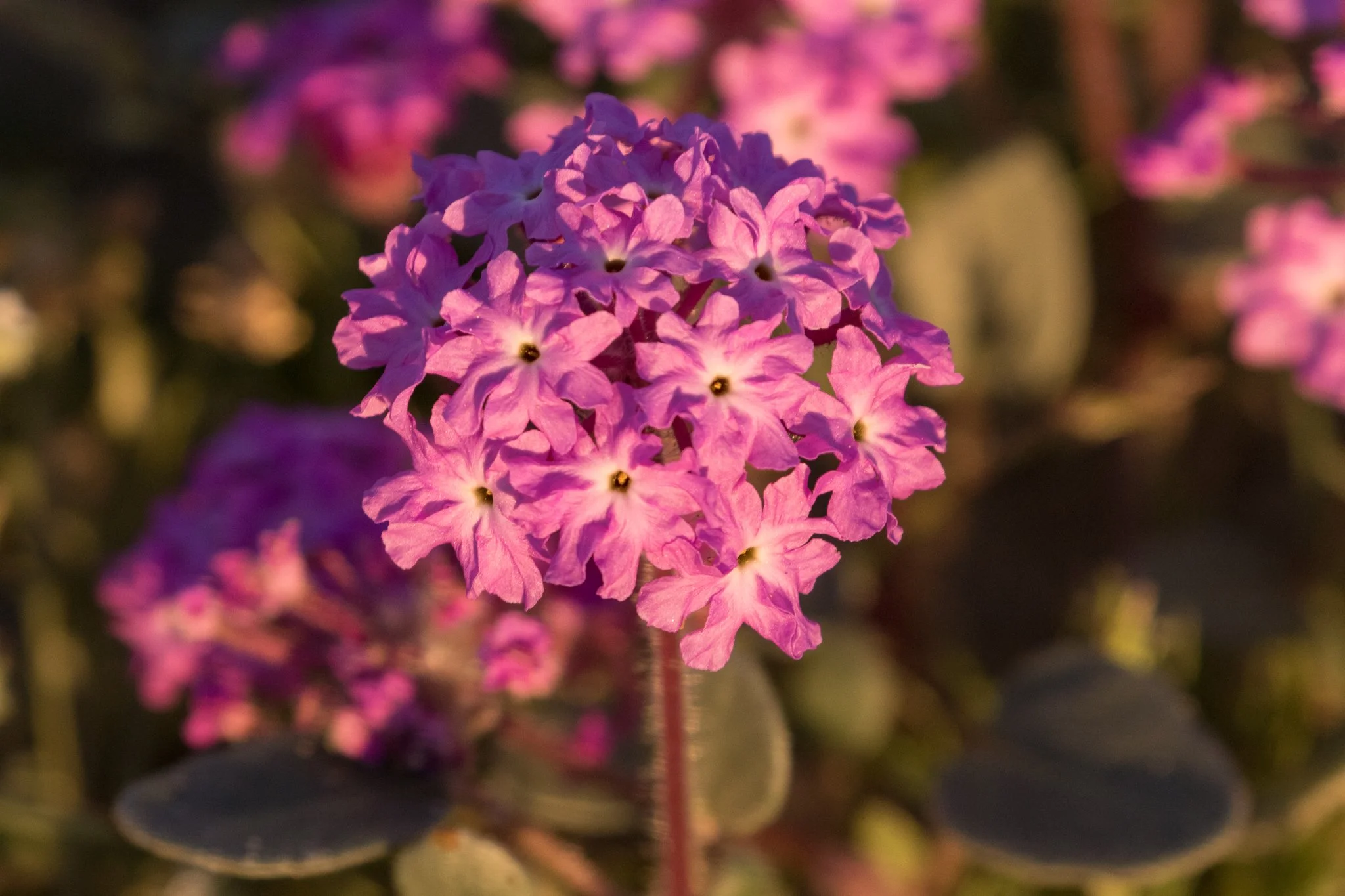 Desert Sand Verbena