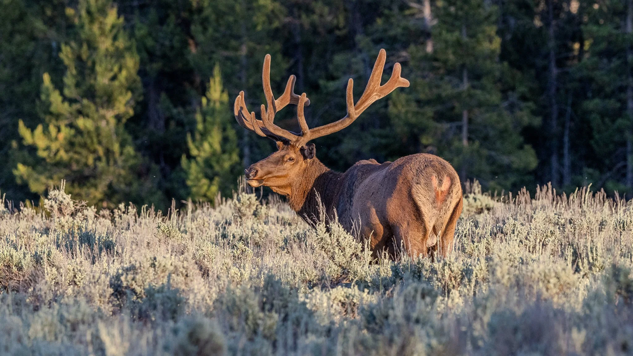 Web moose-85.jpg