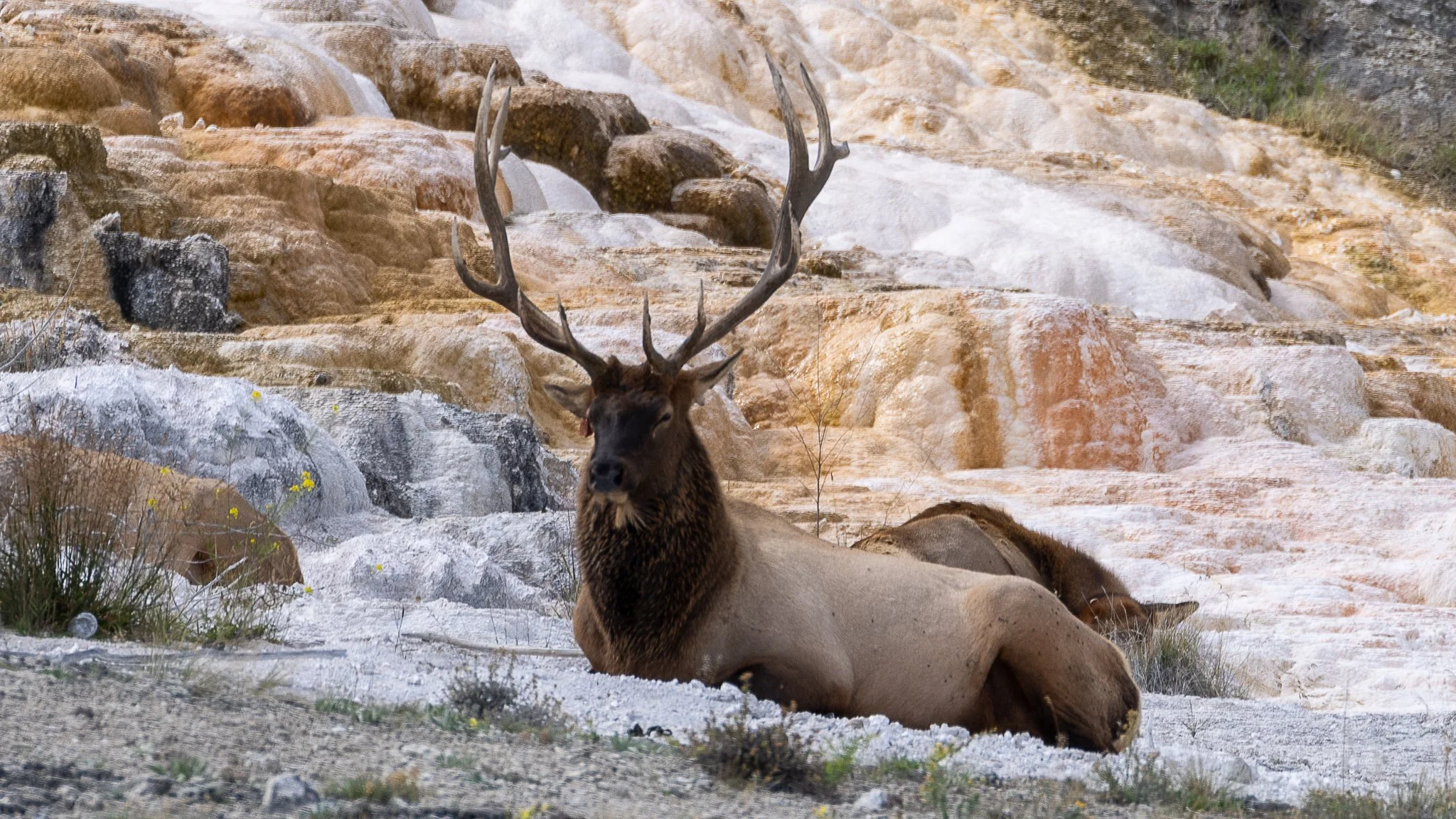 Web moose-79.jpg