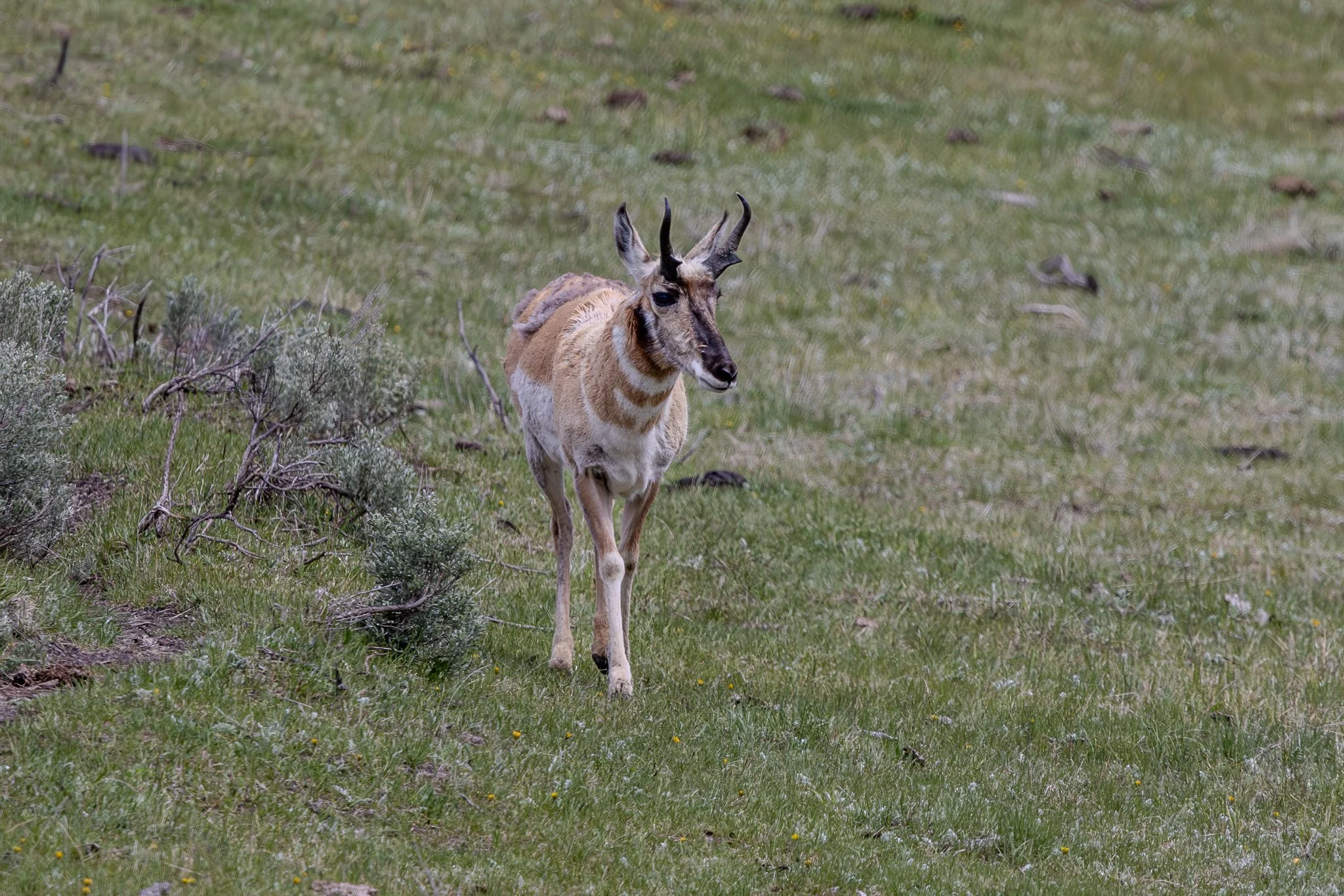 Web moose-67.jpg