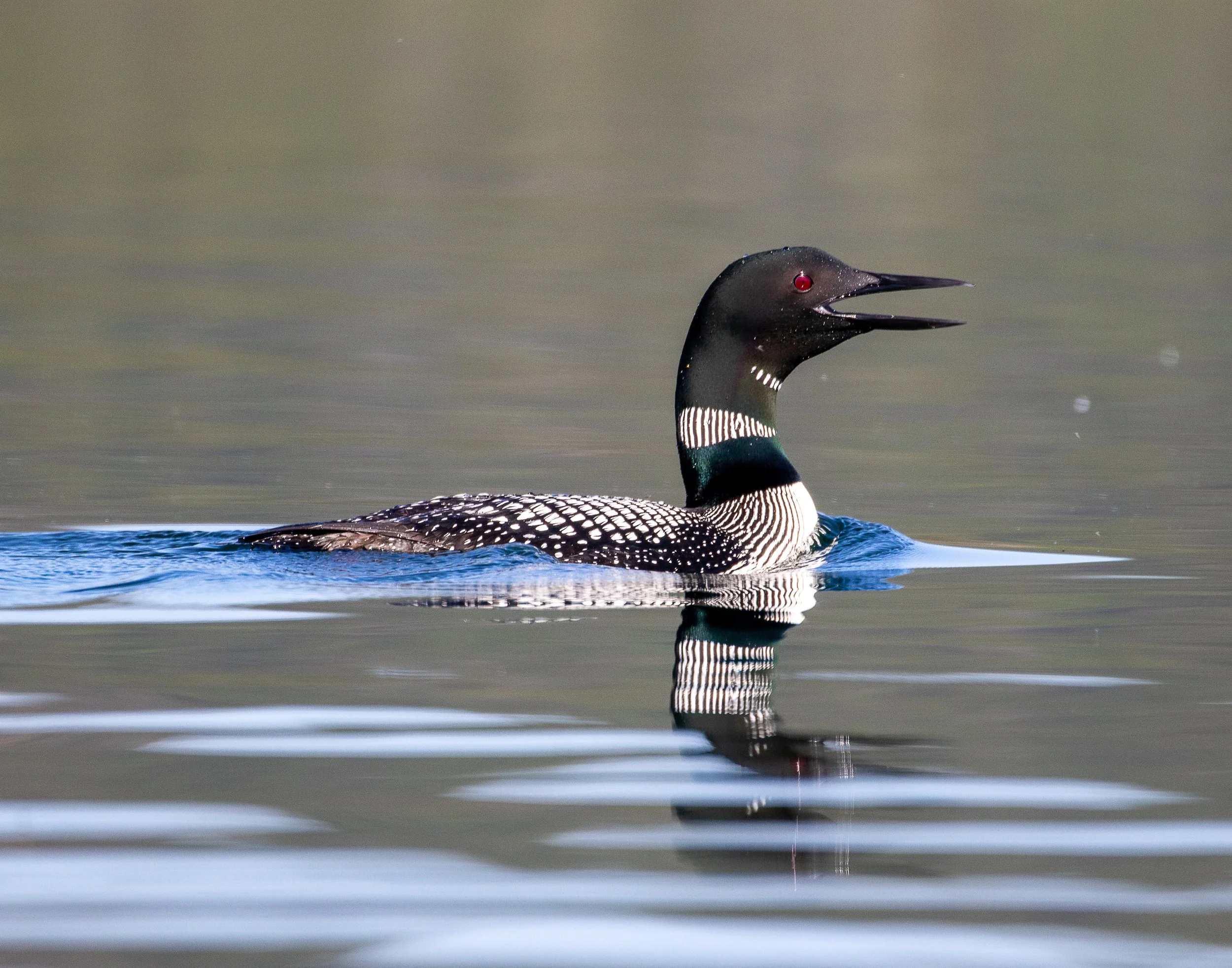 Common Loon