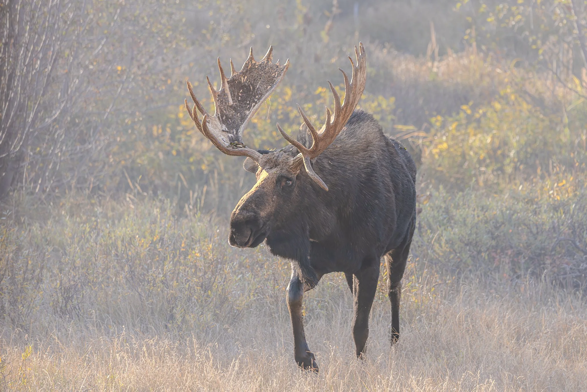 Web moose-06.jpg