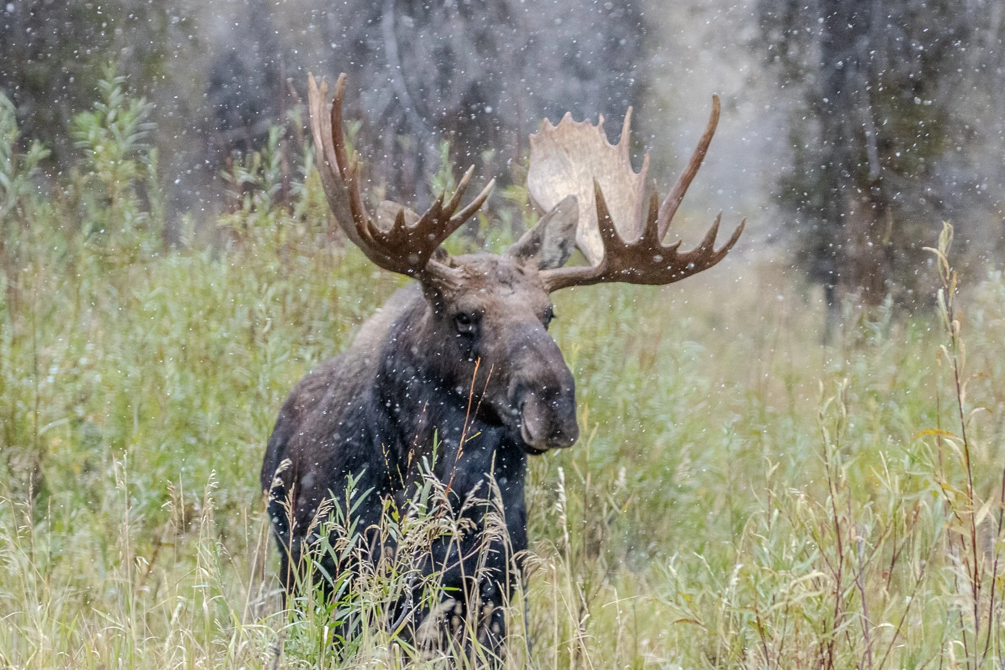Web moose-10.jpg