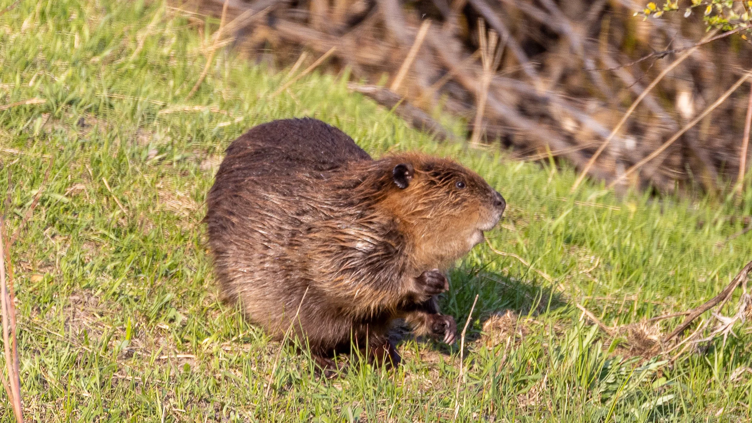 Beaver