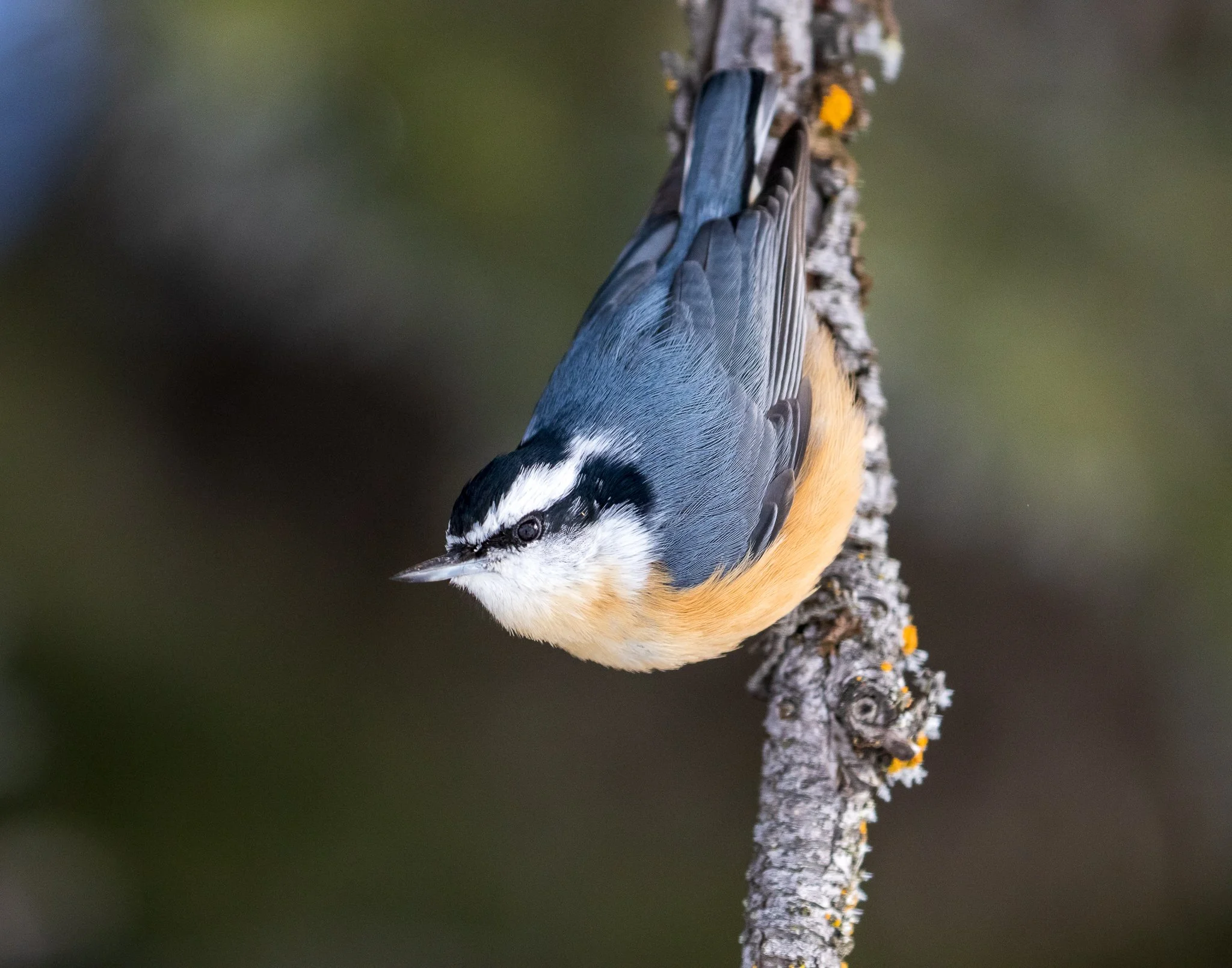 Redbreasted Nuthatch