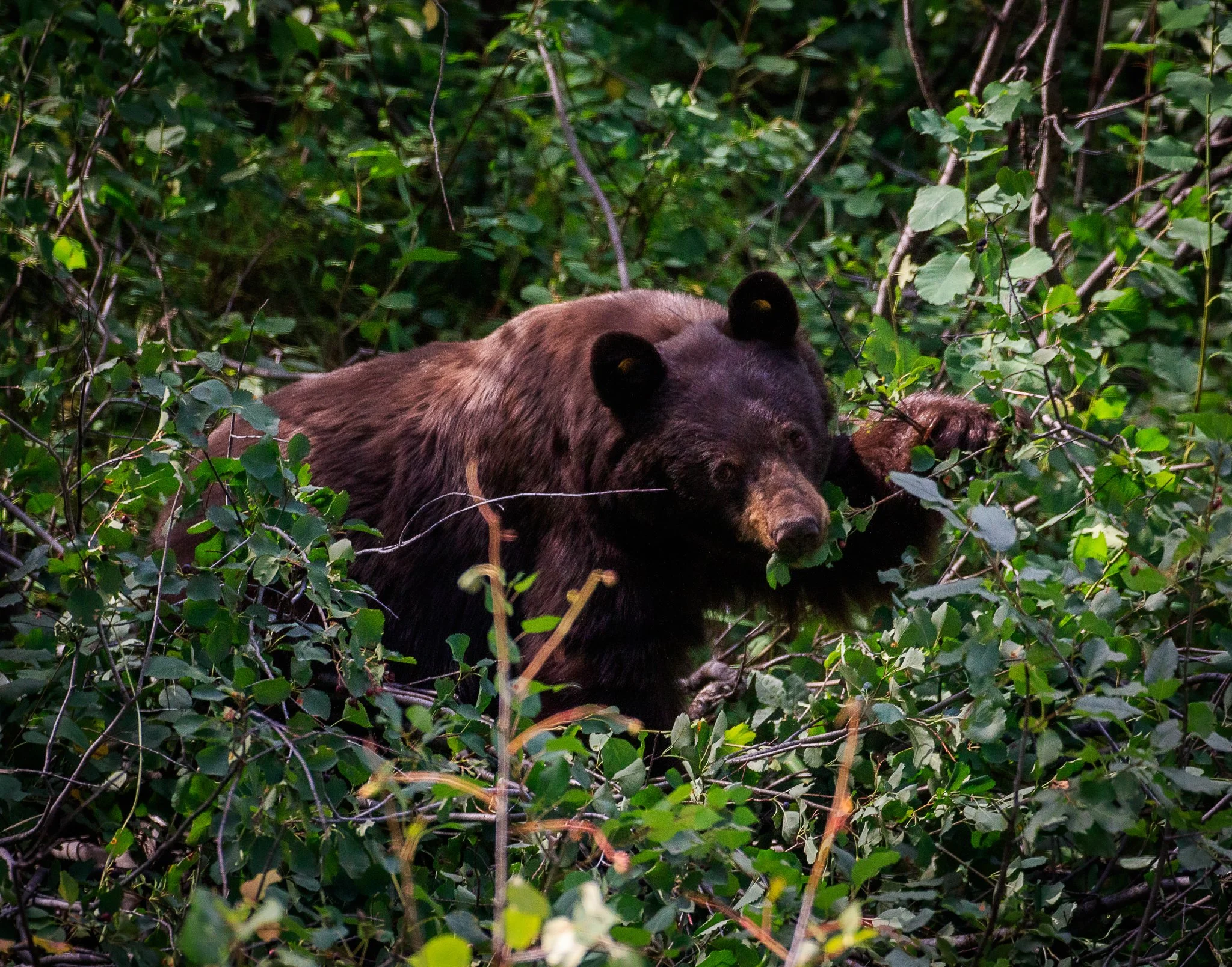 Web moose-158.jpg