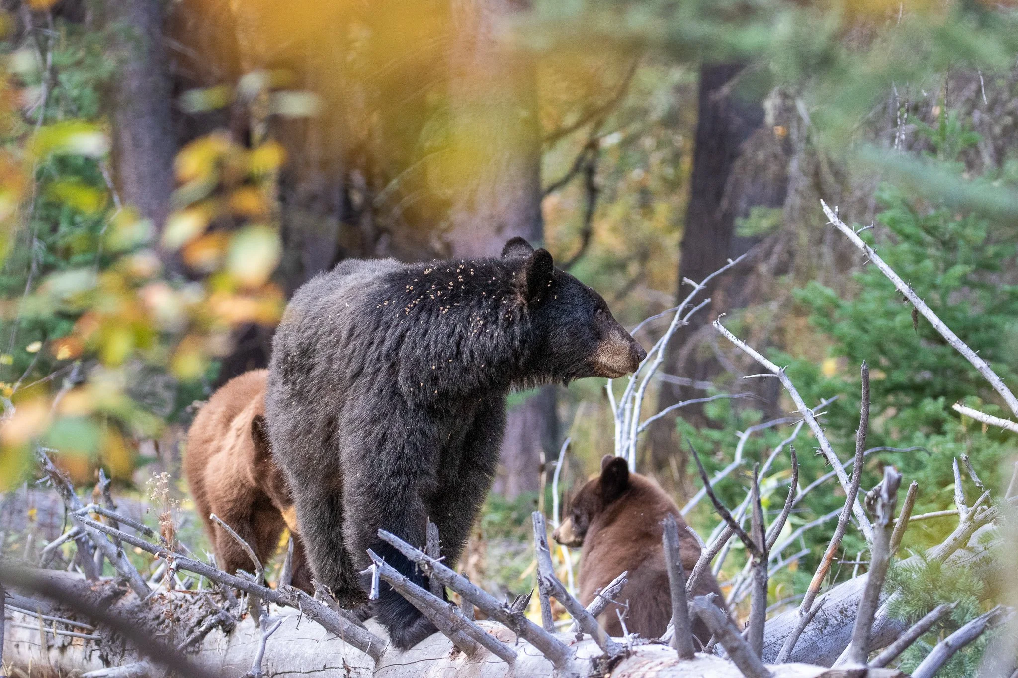 American Black Bear