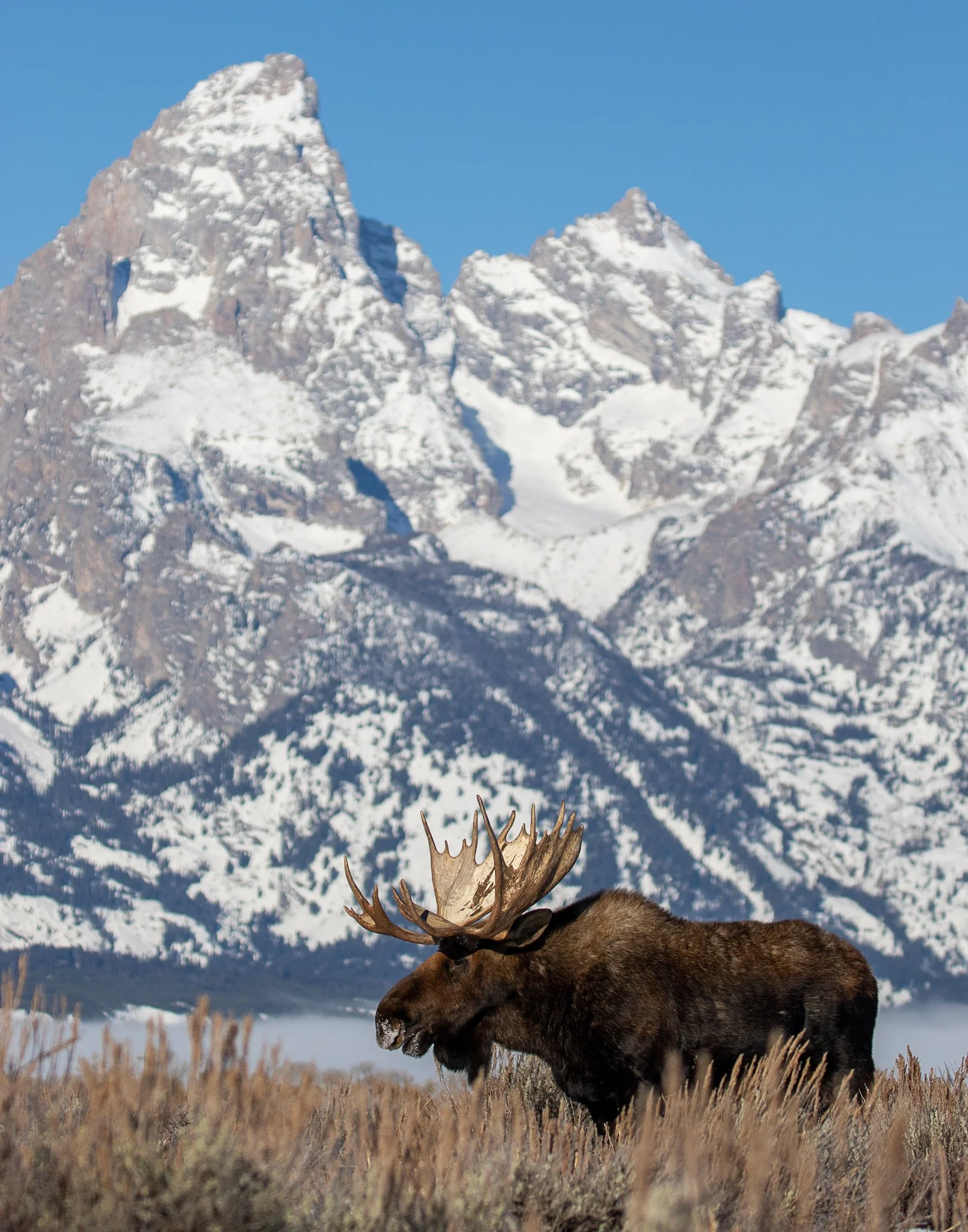 Web moose-09.jpg