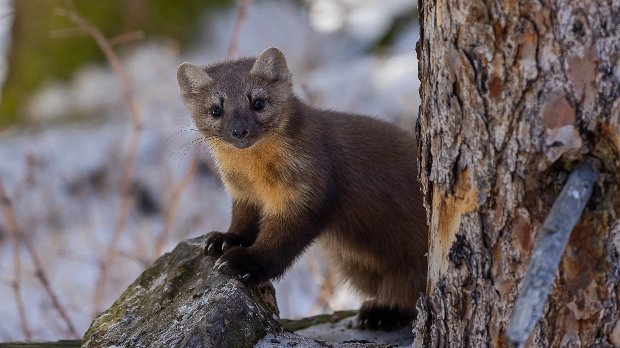 Pine Marten