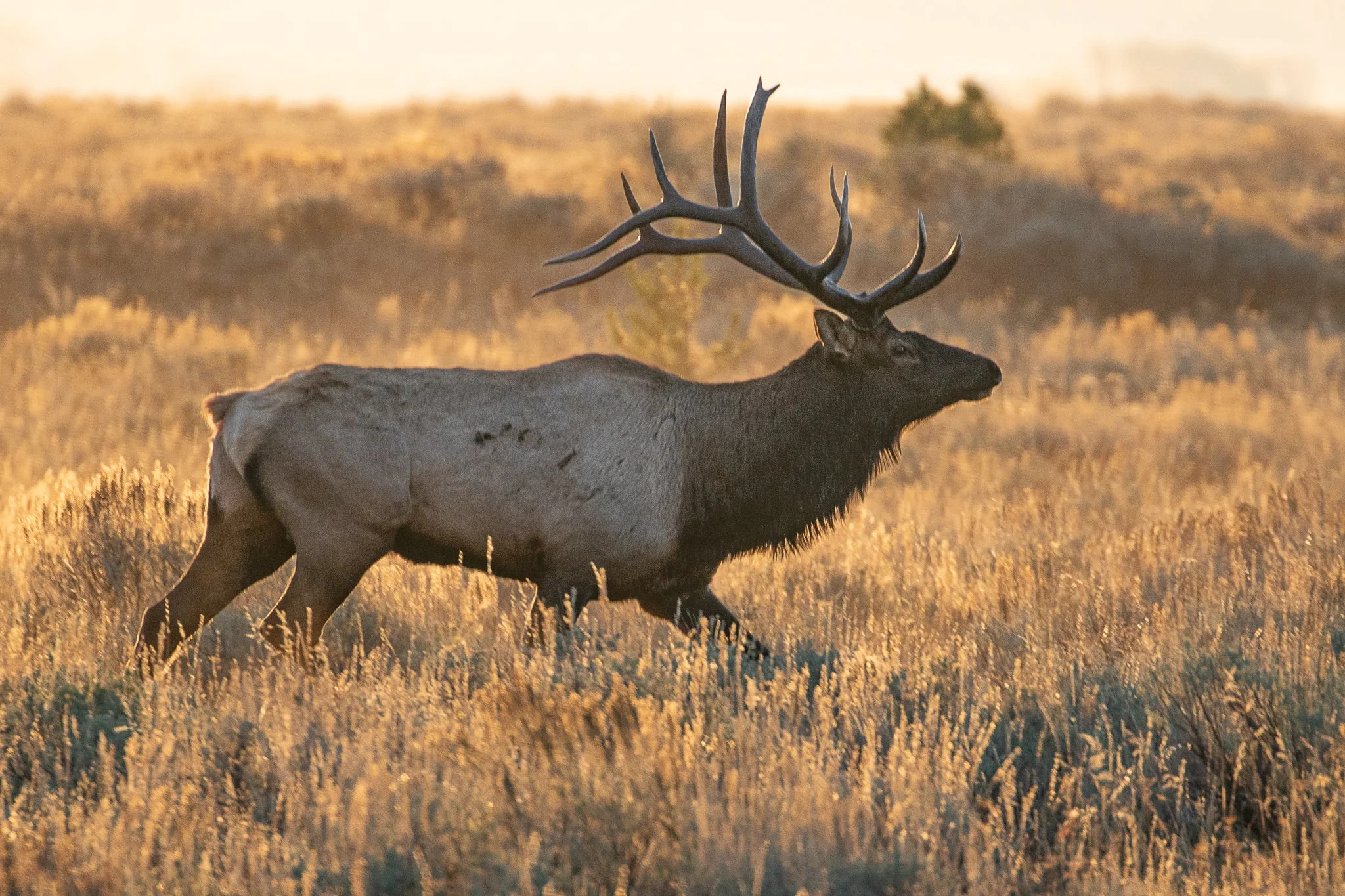 Web moose-97.jpg