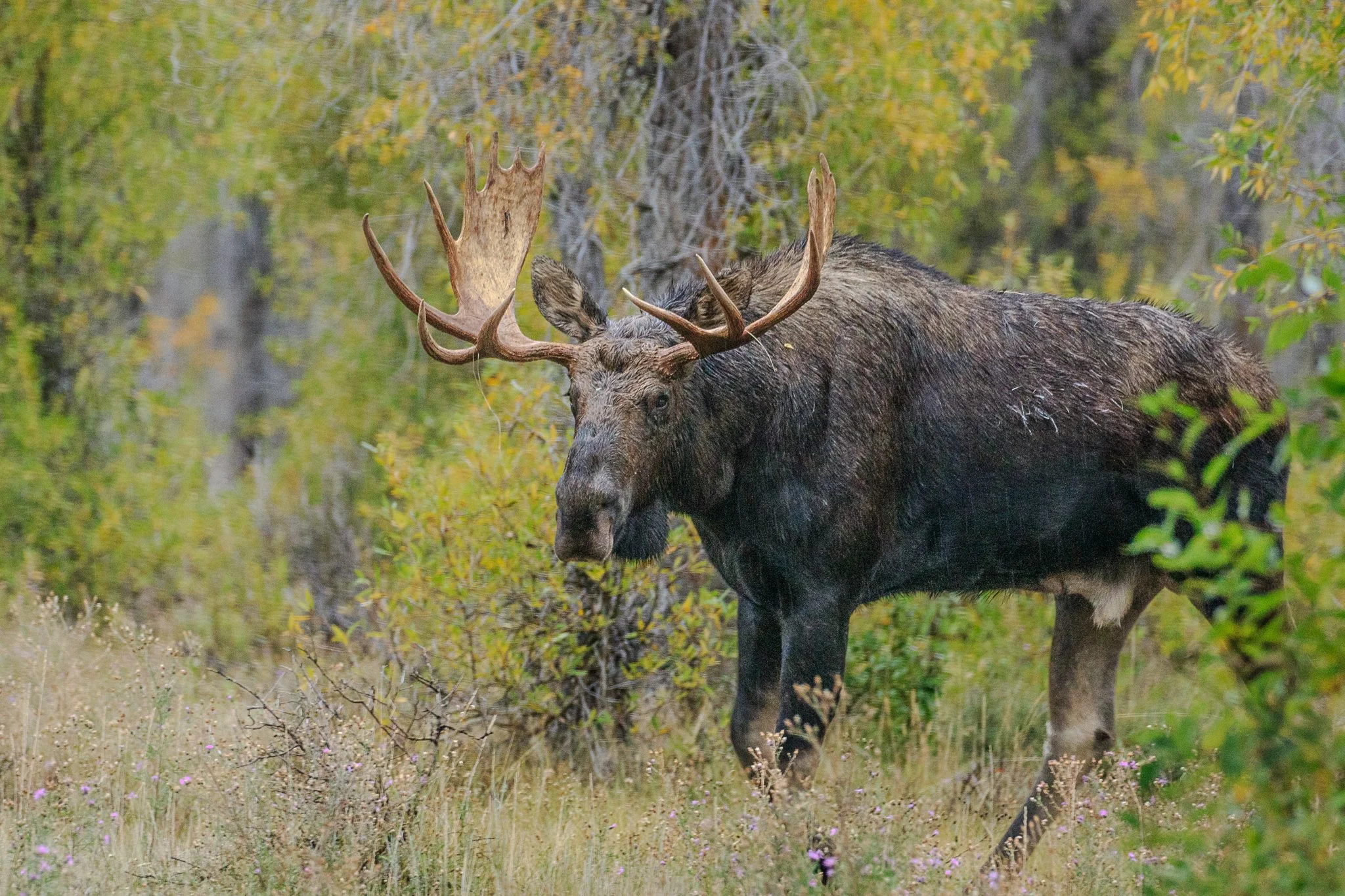 Web moose-01.jpg