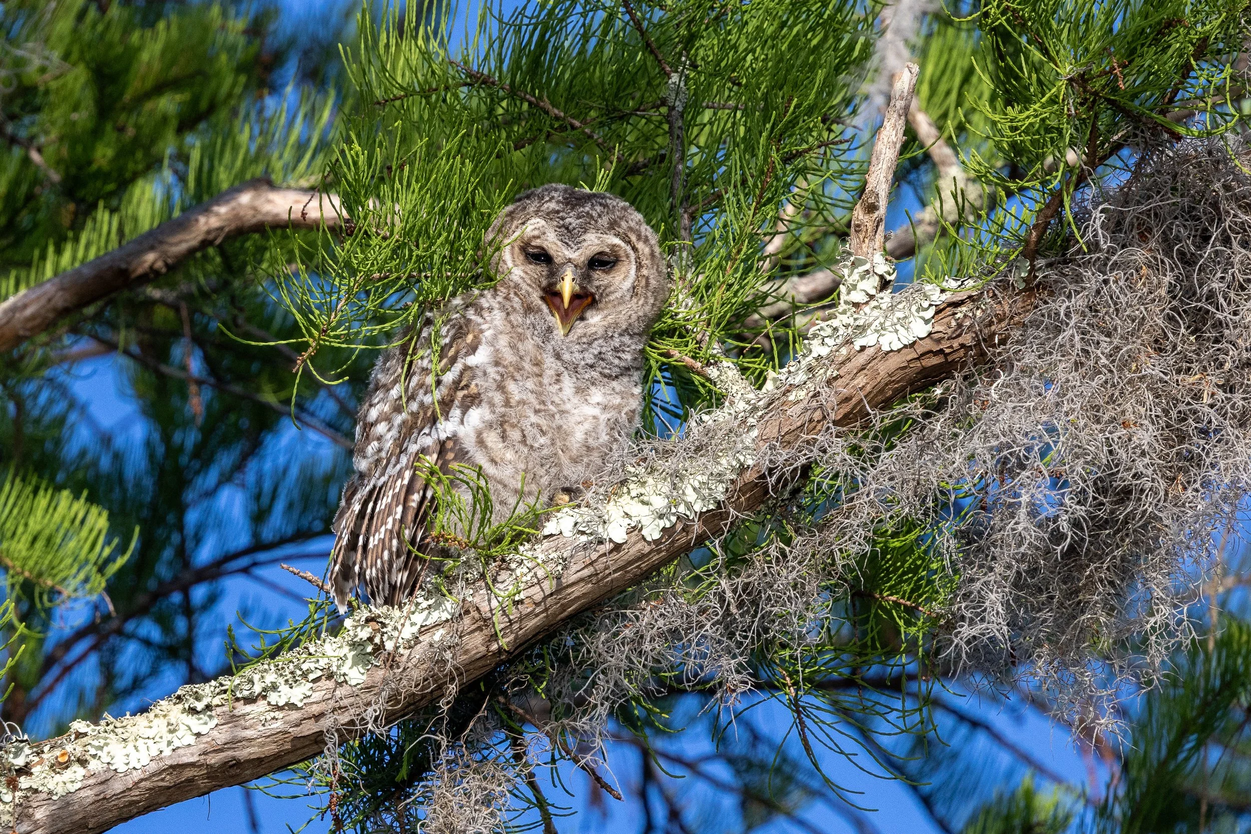 Young Barred-Owl