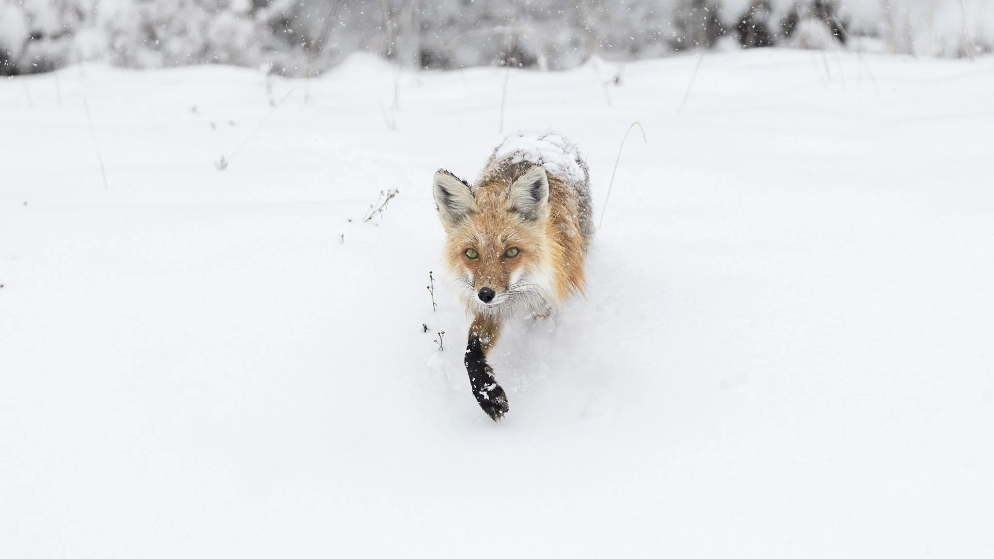Web moose-42.jpg