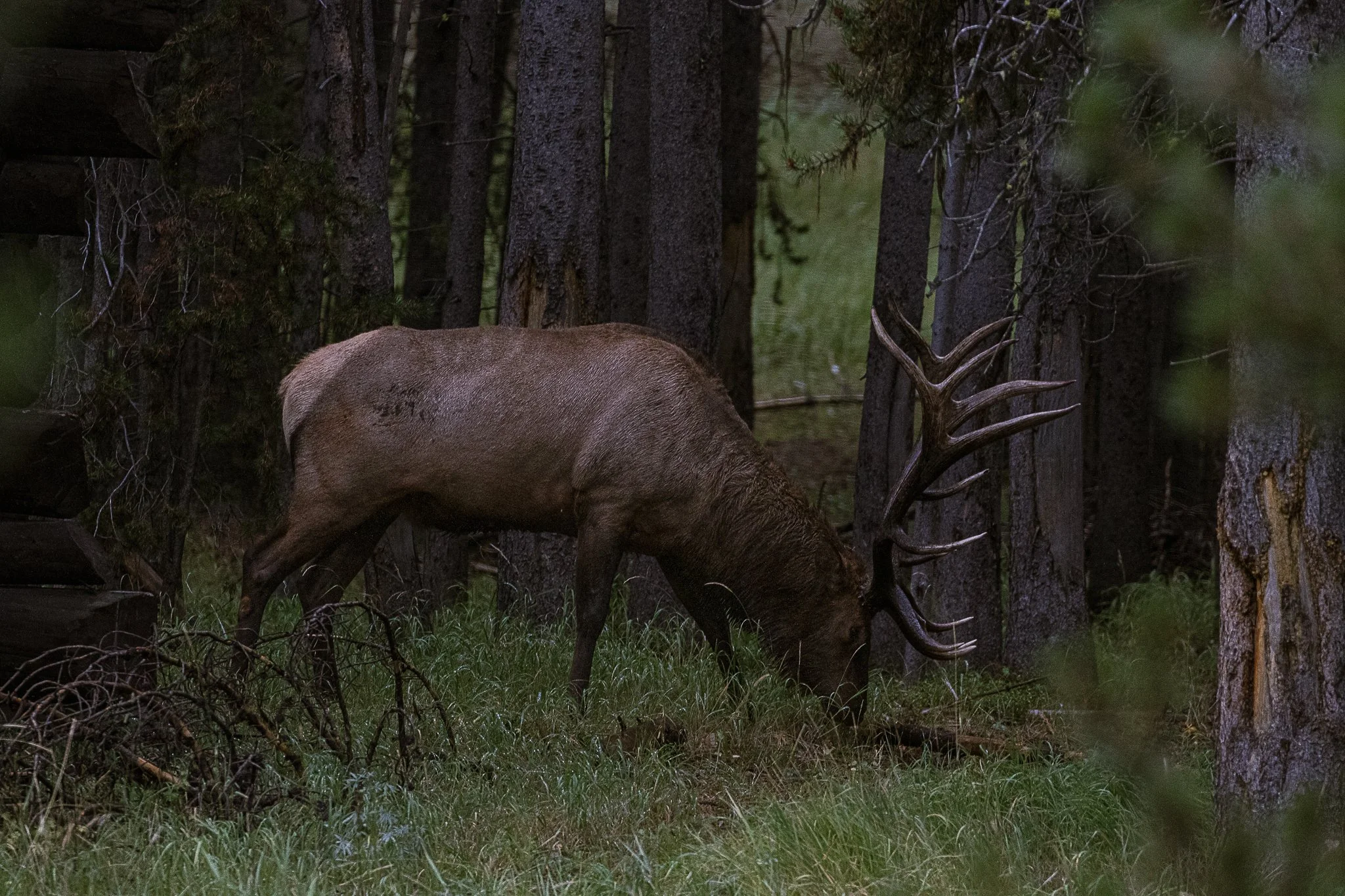 Web moose-77.jpg