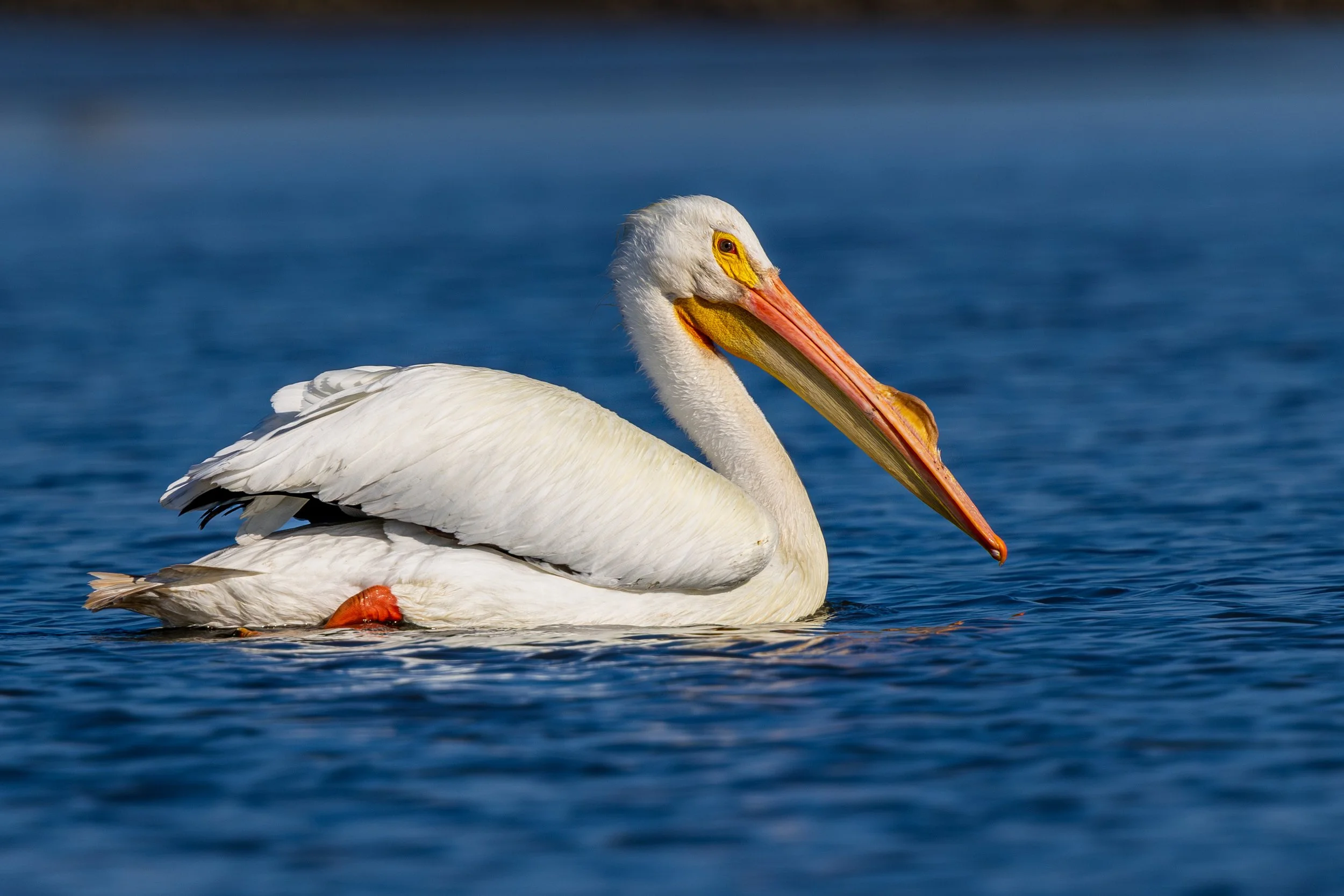 White Pelican 