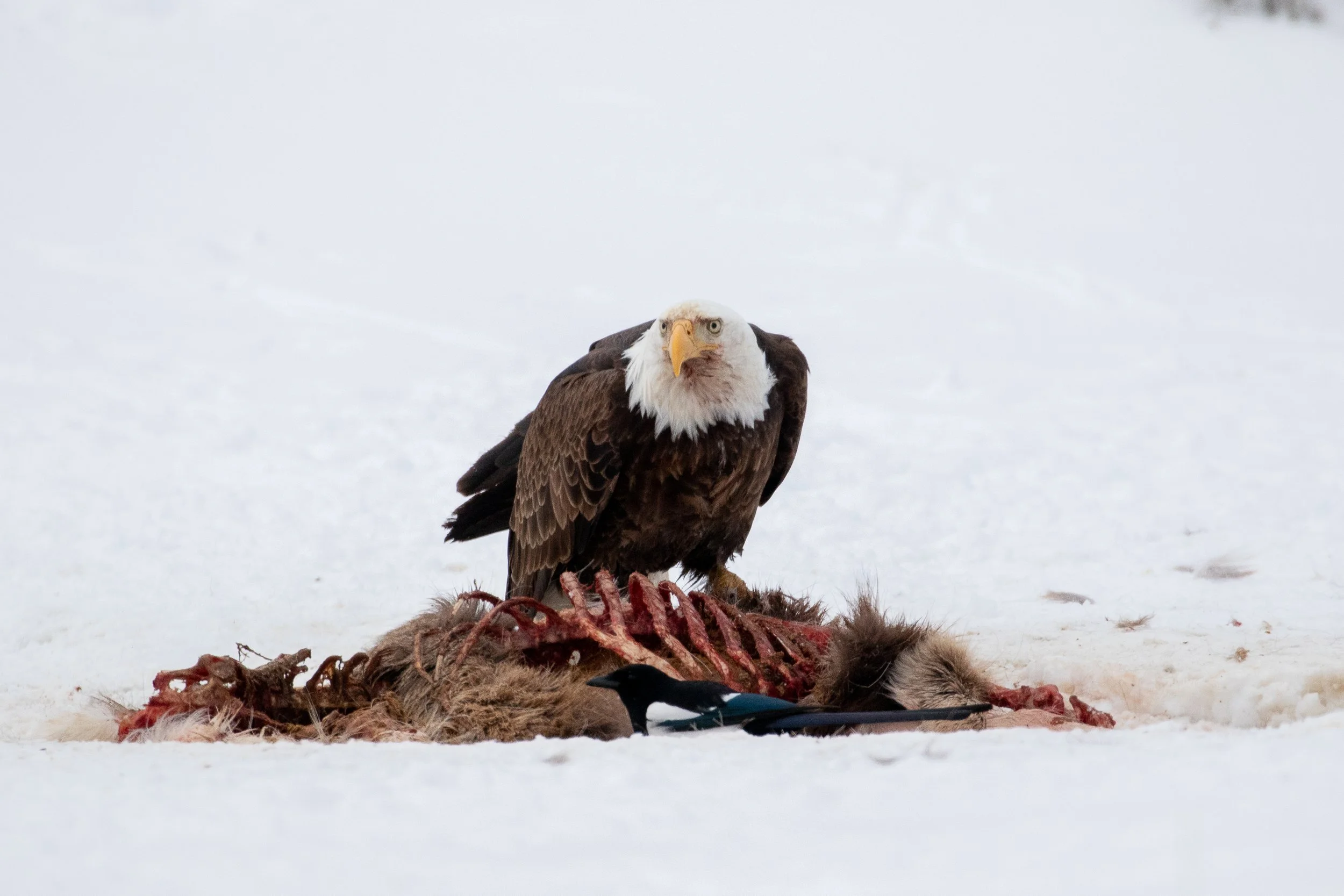Bald Eagle