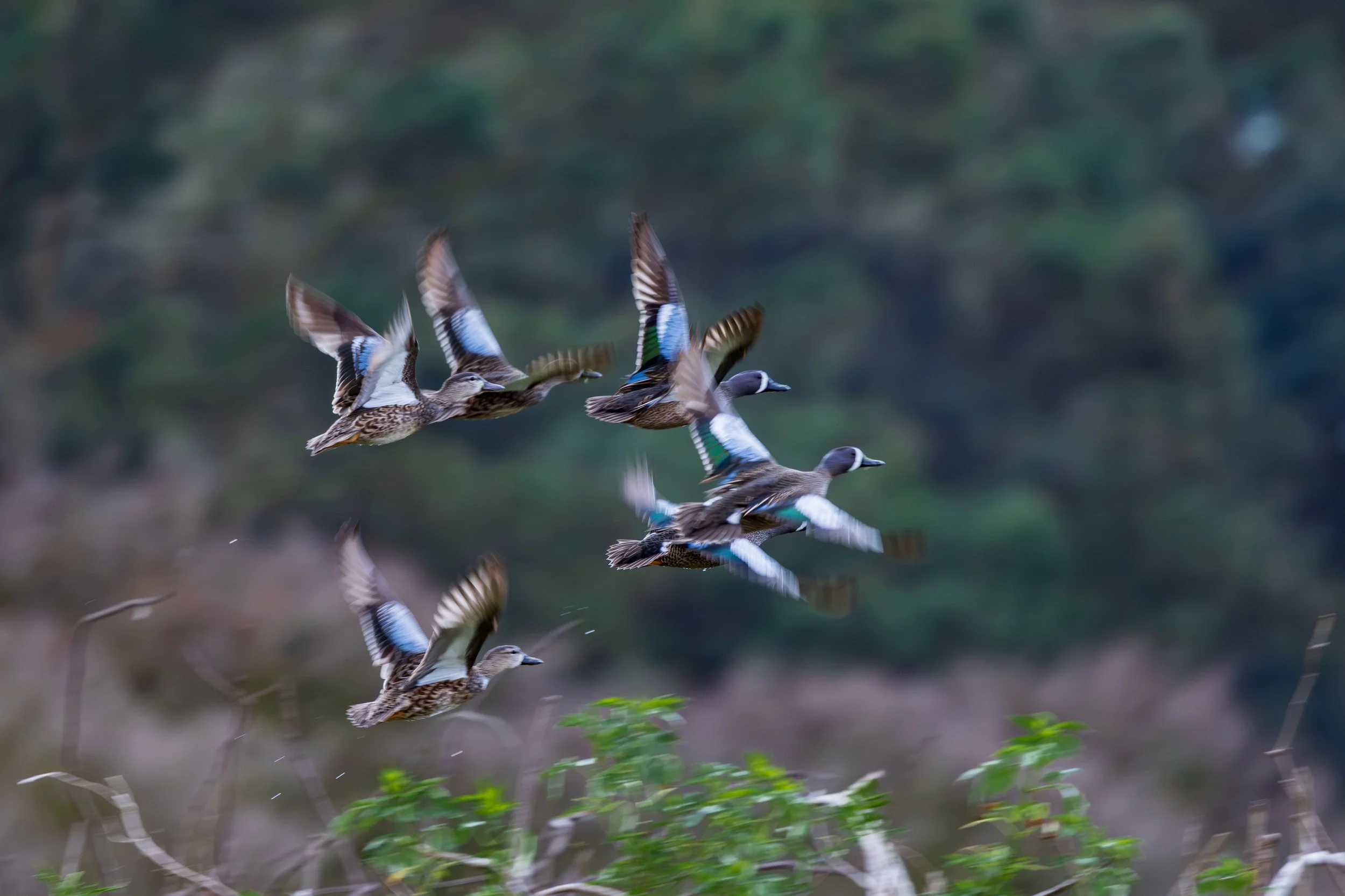 Blue winged teals 