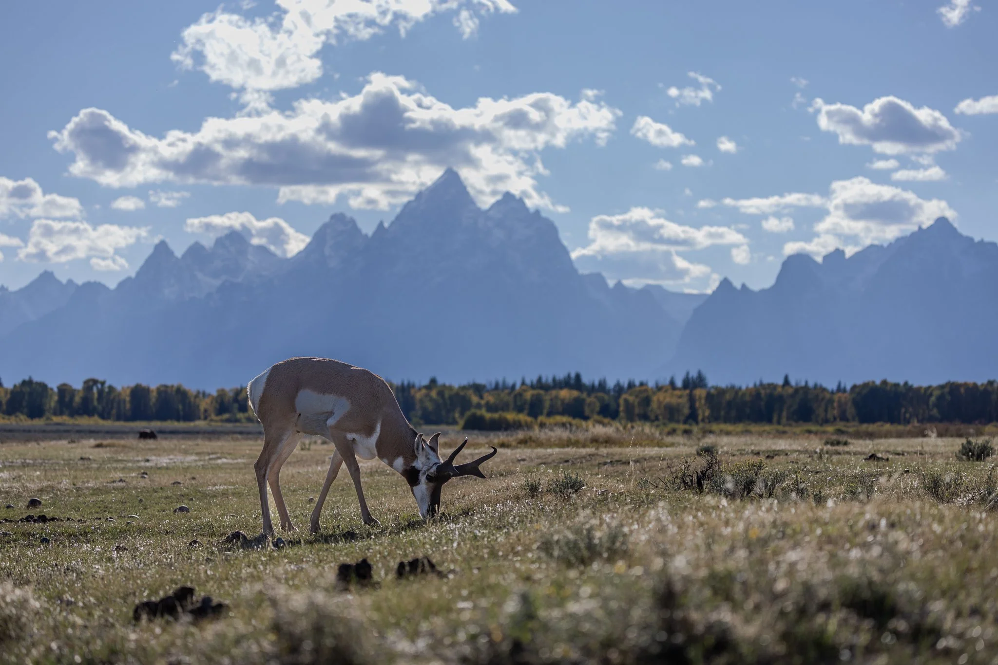 Web moose-70.jpg