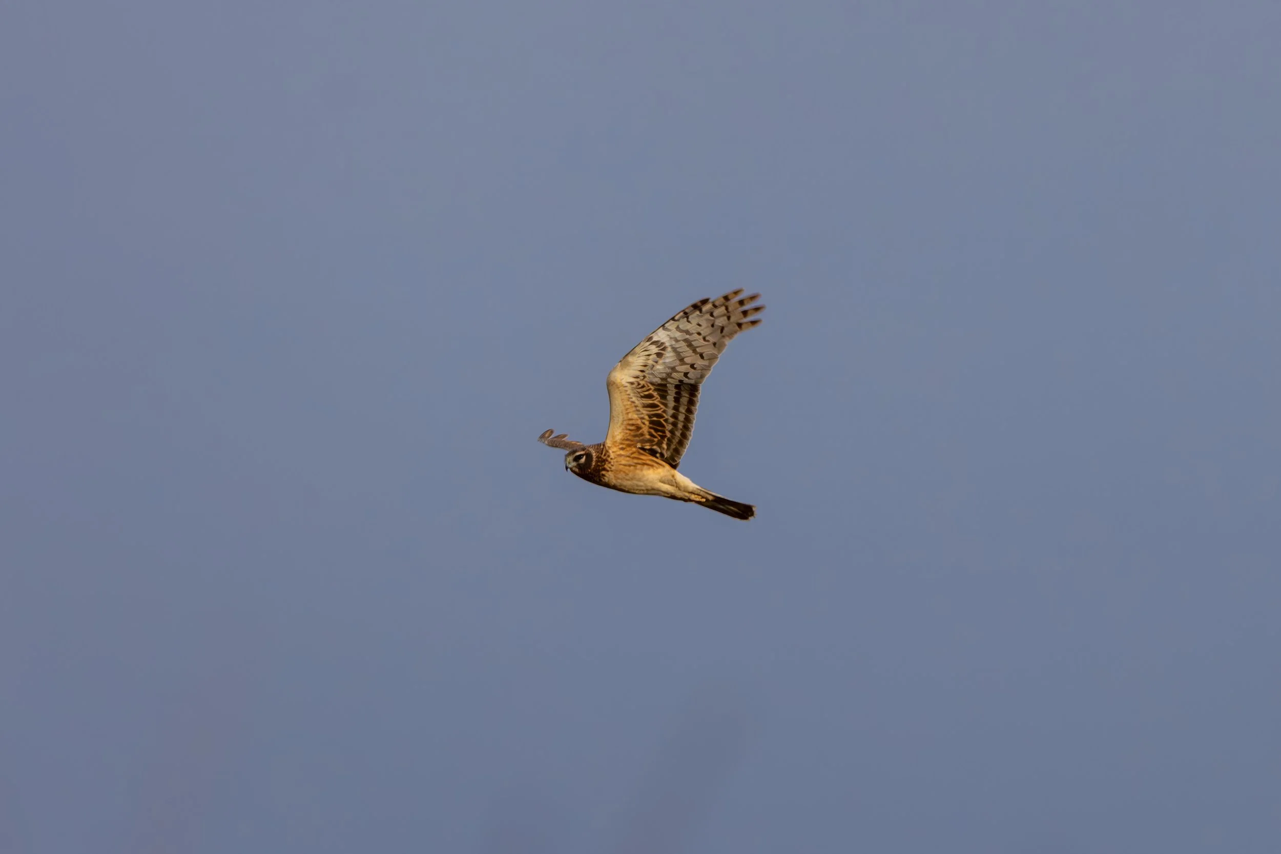 Northern harrier 
Sometimes called a marsh hawk