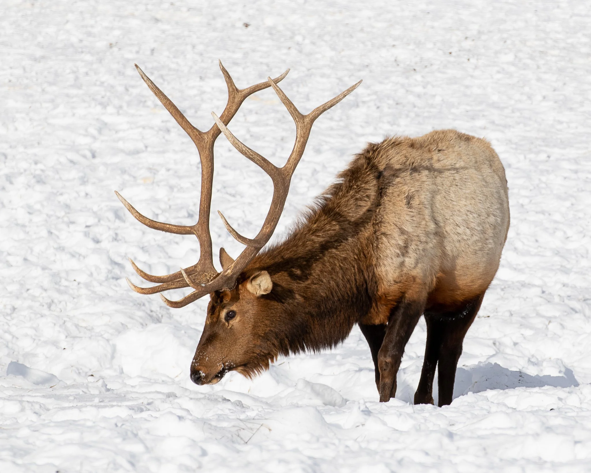 Web moose-80.jpg