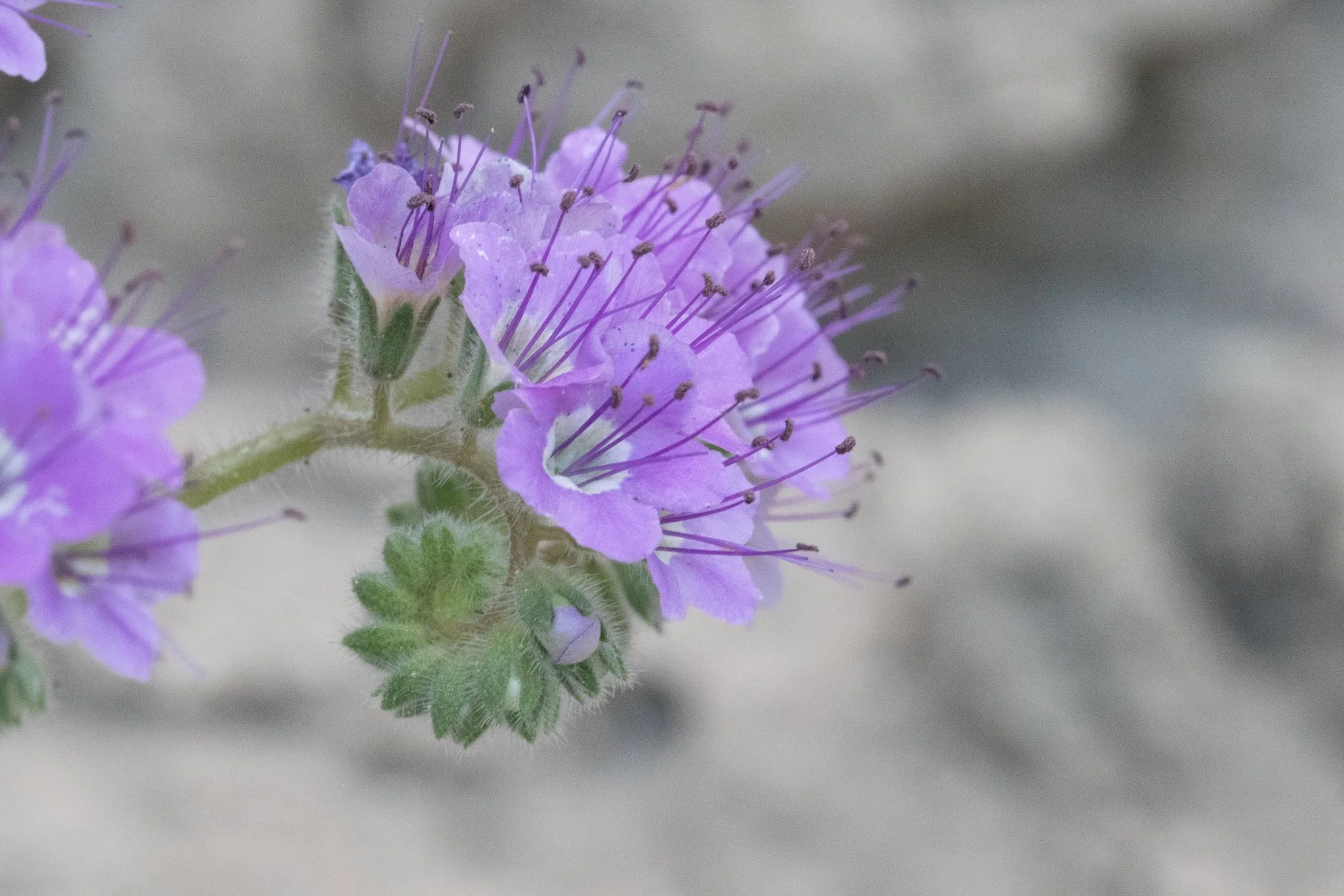 Phacellia