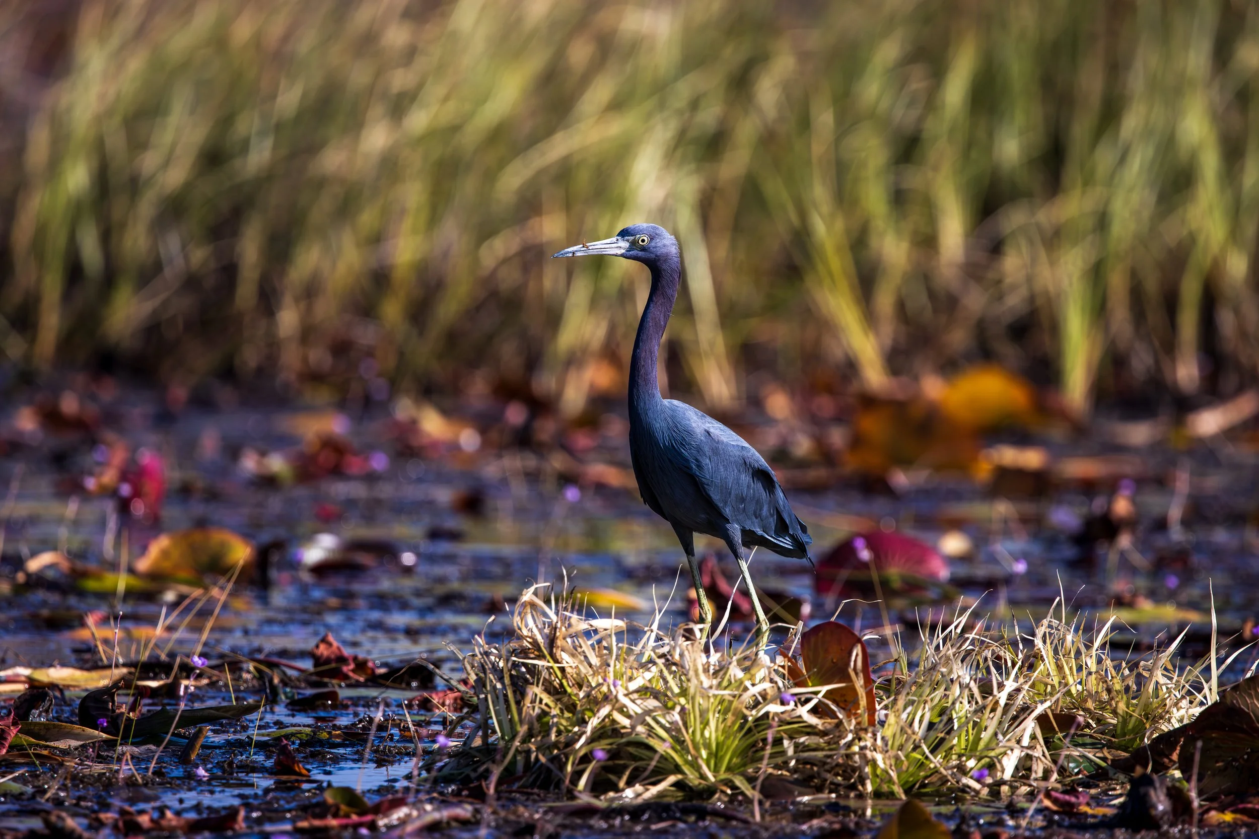 Little Blue Heron