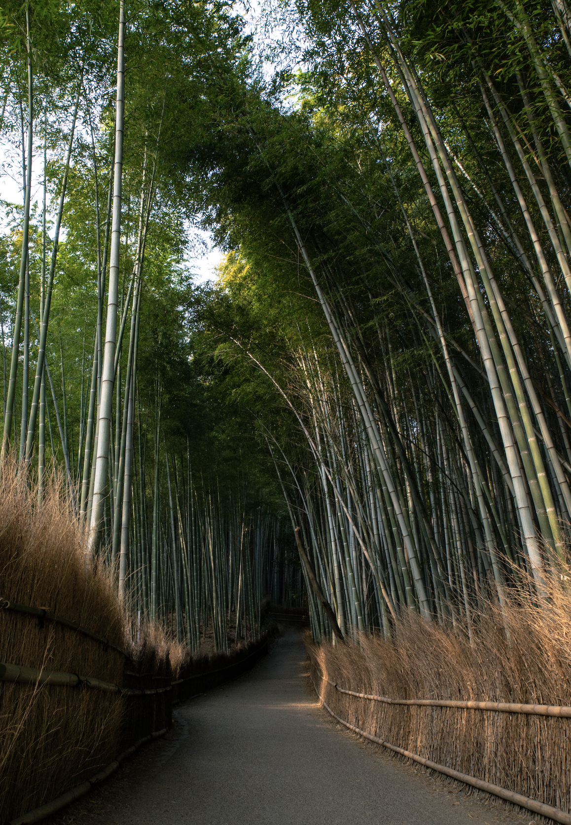  Phillip Silverstein | Pathway #5 - Kyoto, 2018 | Edition 4 / 5 | 64 x 48 in | 120 x 160 cm | Pigment Print 