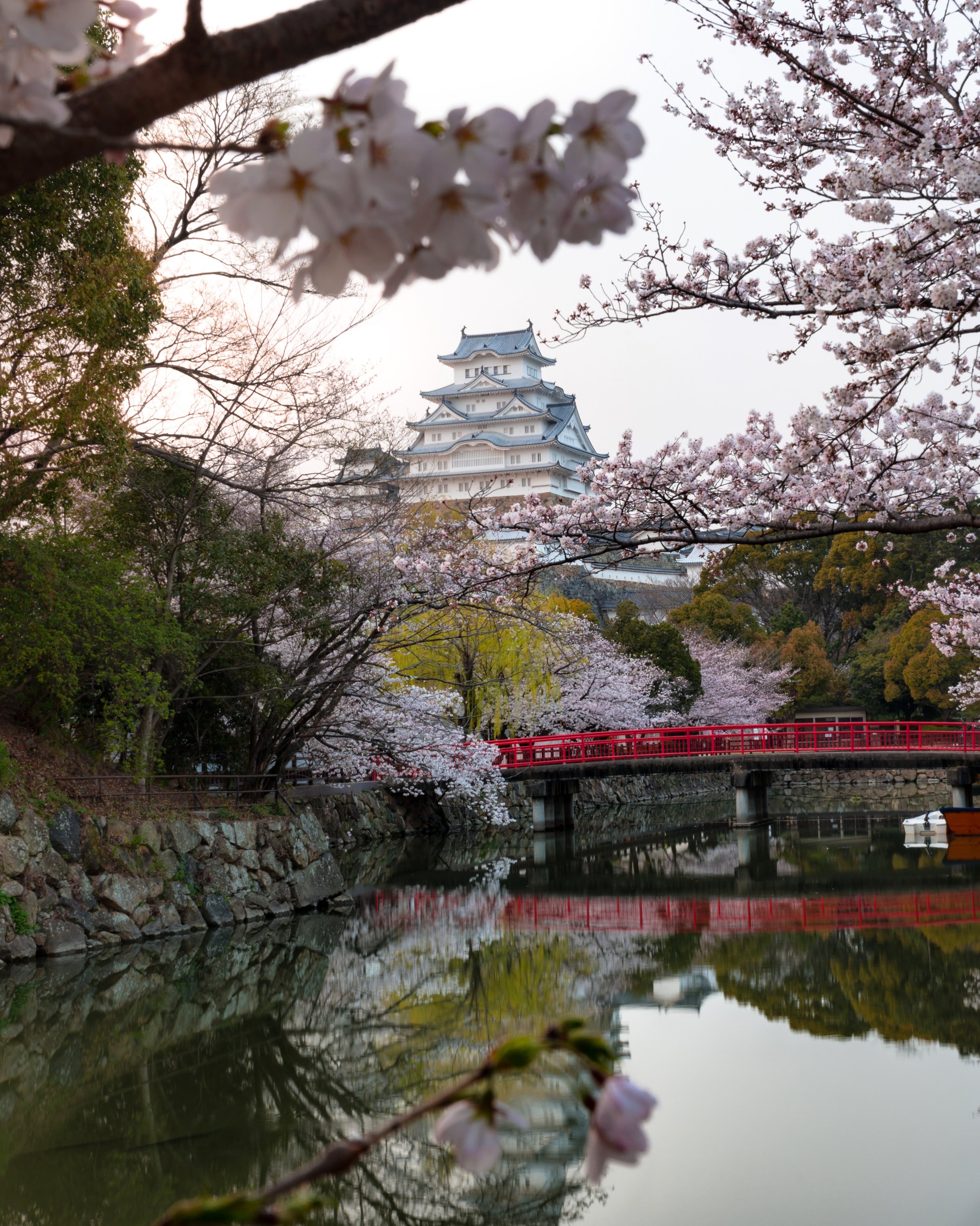  Cherry #9 - Himeji, 2018 | Edition 3 / 5 | 64 x 48 in | 120 x 160 cm | Pigment Print    