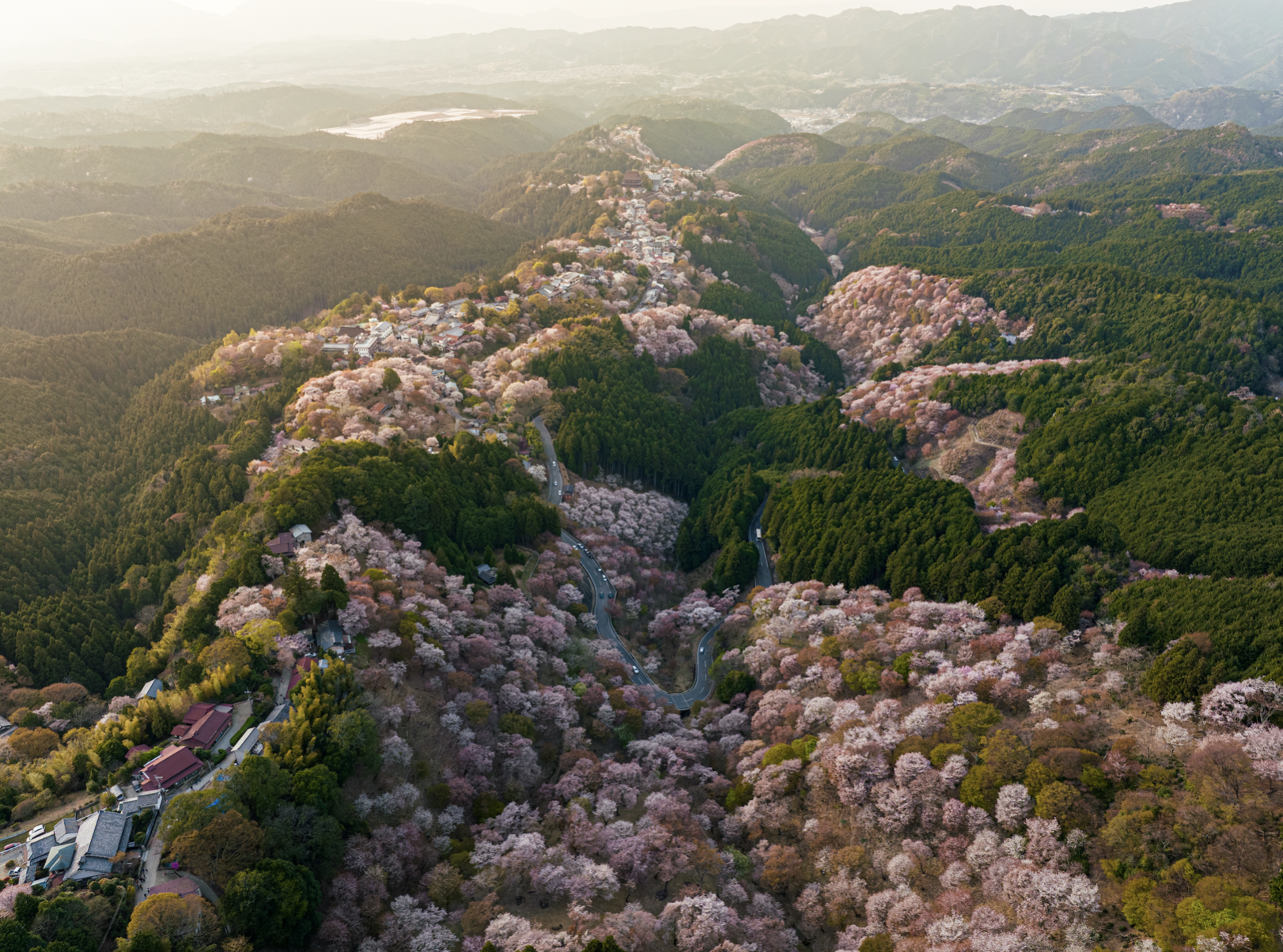  Bloom #10 - Nara, 2023 | Edition 2 / 3 | 60 x 40 in | 150 x 100 cm | Pigment Print    