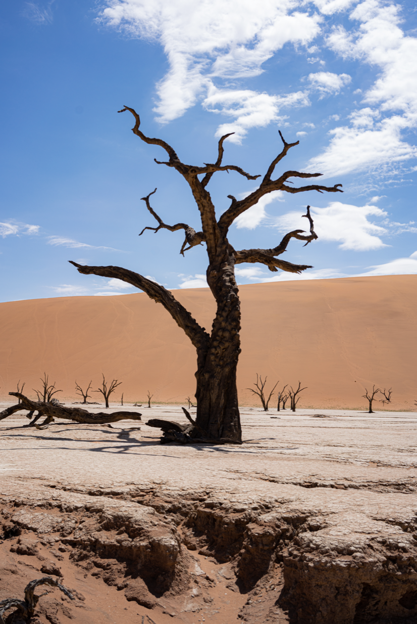  Petrified #4 - Namibia, 2022 | Edition 2 / 5 | 68 x 48 in | 135 x 160 cm | Pigment Print    